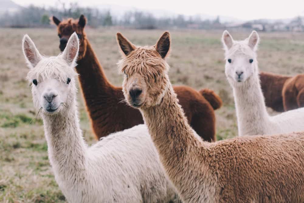 Cute alpacas