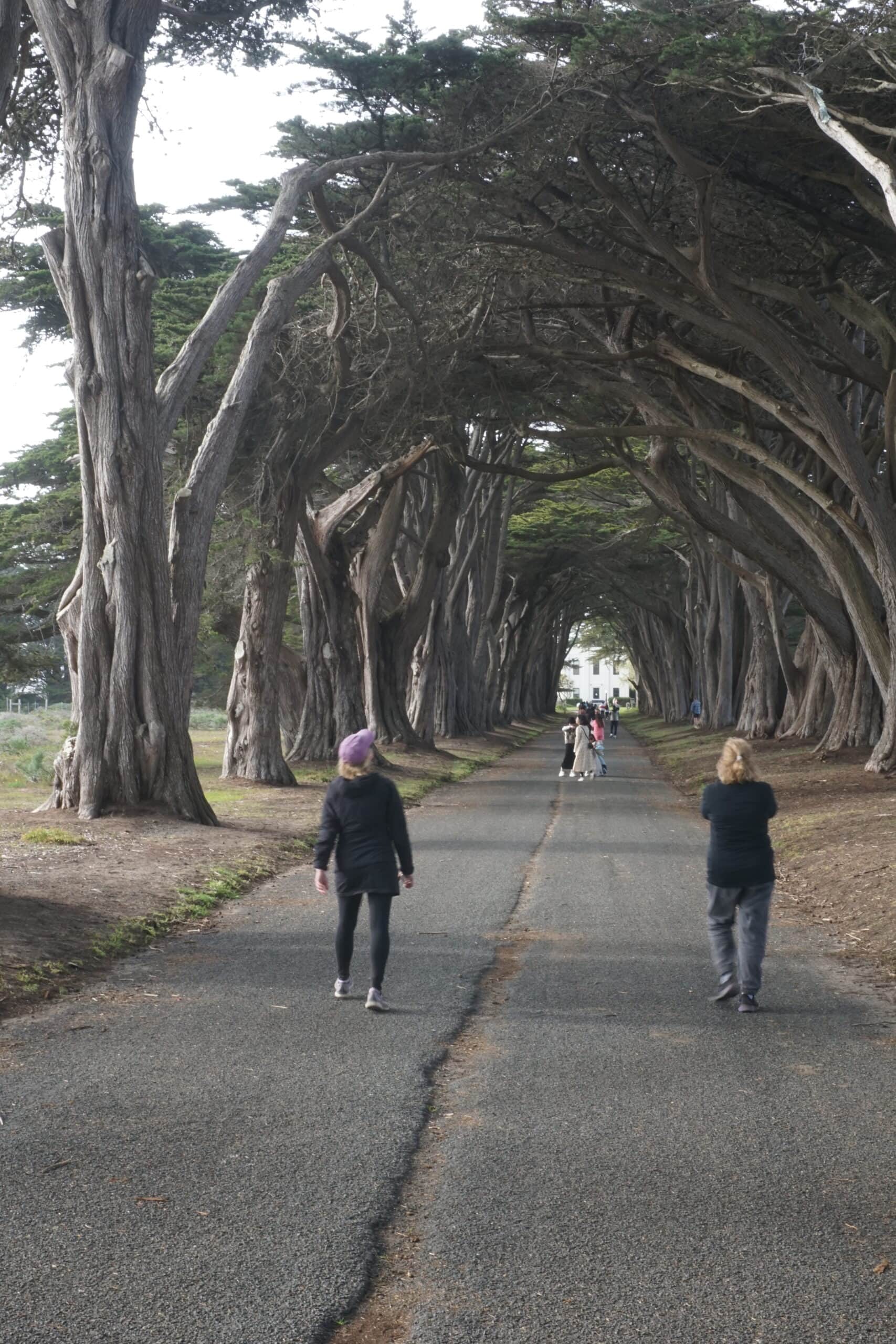 CT and Denise walking down the Cypress tree tunnel