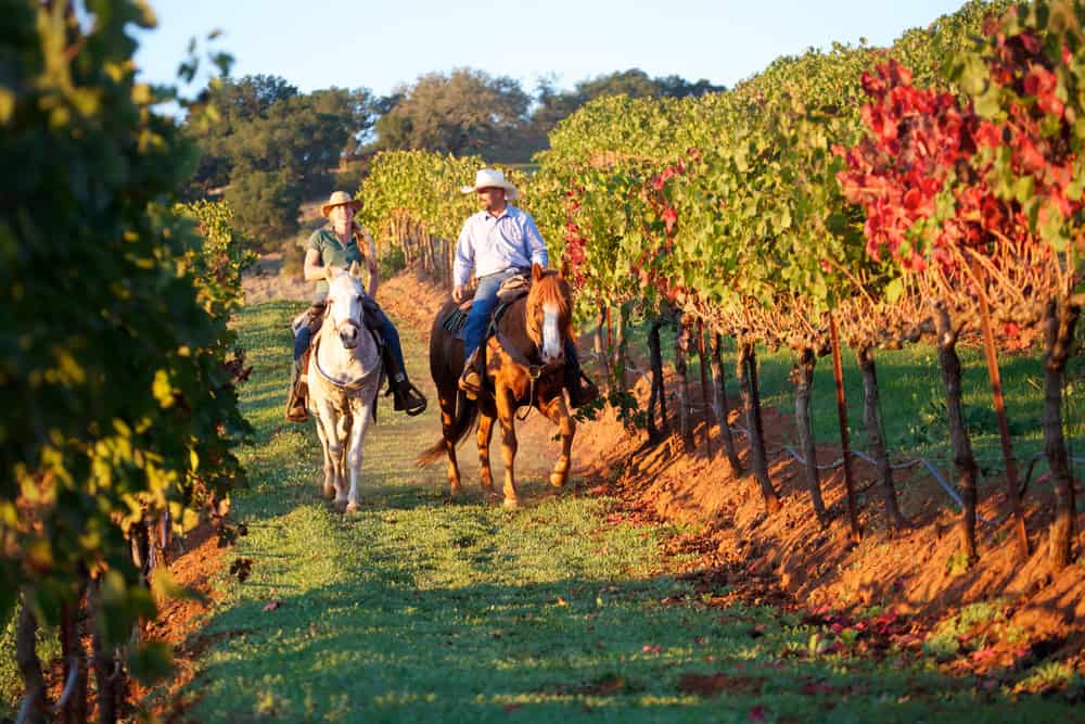 Horseback riding couple in a vineyard in autumn