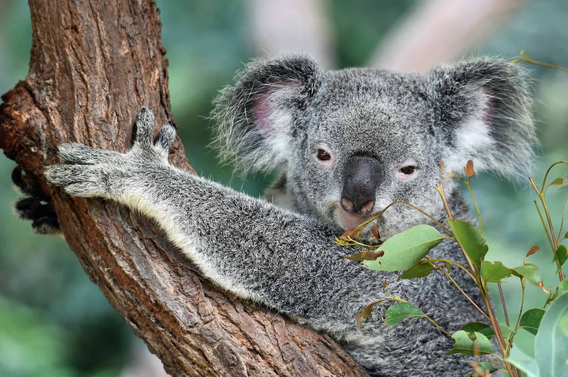 Koala in Kuranda, Queensland (photo: David Clode)