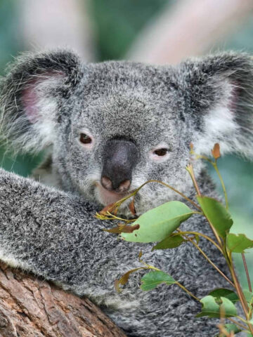 Koala in Kuranda, Queensland (photo: David Clode).