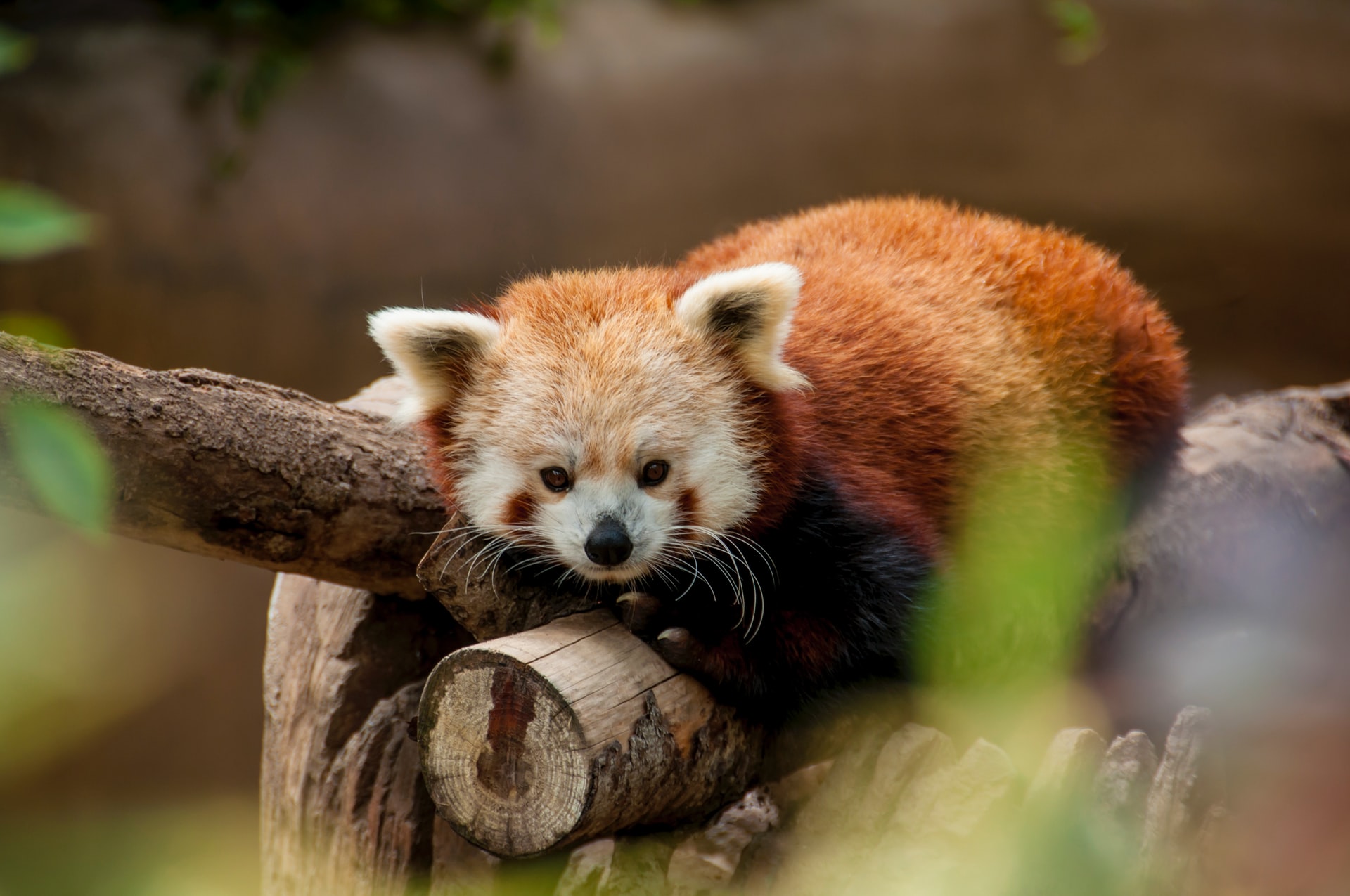 Red panda at San Diego Zoo (photo: Jessica Weiller)