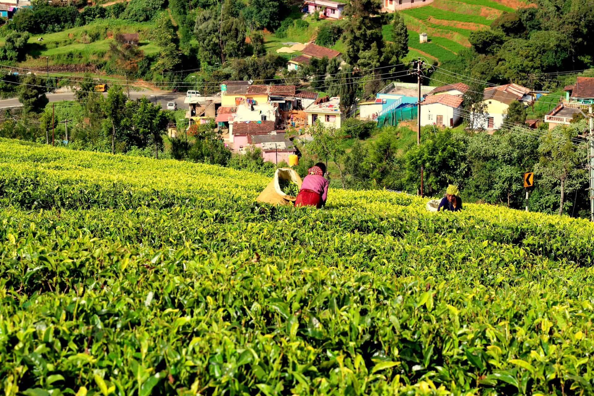 Tea garden in Ooty (photo: Peggie Mishra)