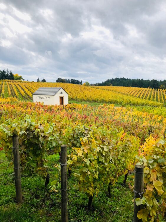 10 Best Wineries in Willamette Valley According to a Sommelier