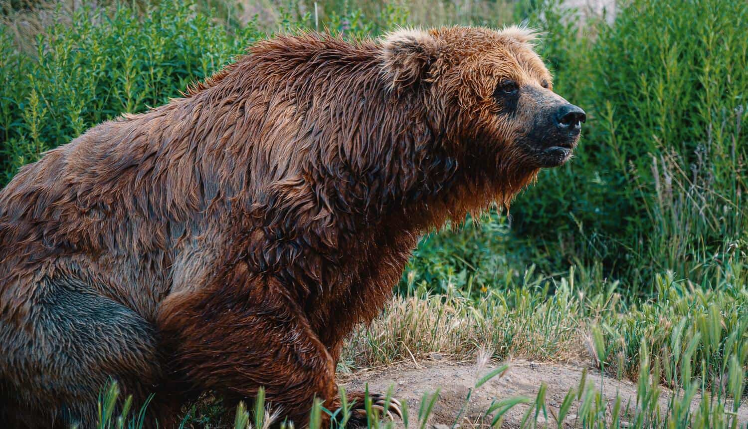 Big bear (photo: Brett Sayles)