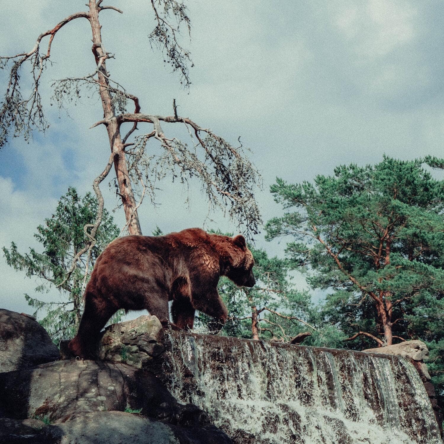 A bear on the prowl (photo: Elias Strale)