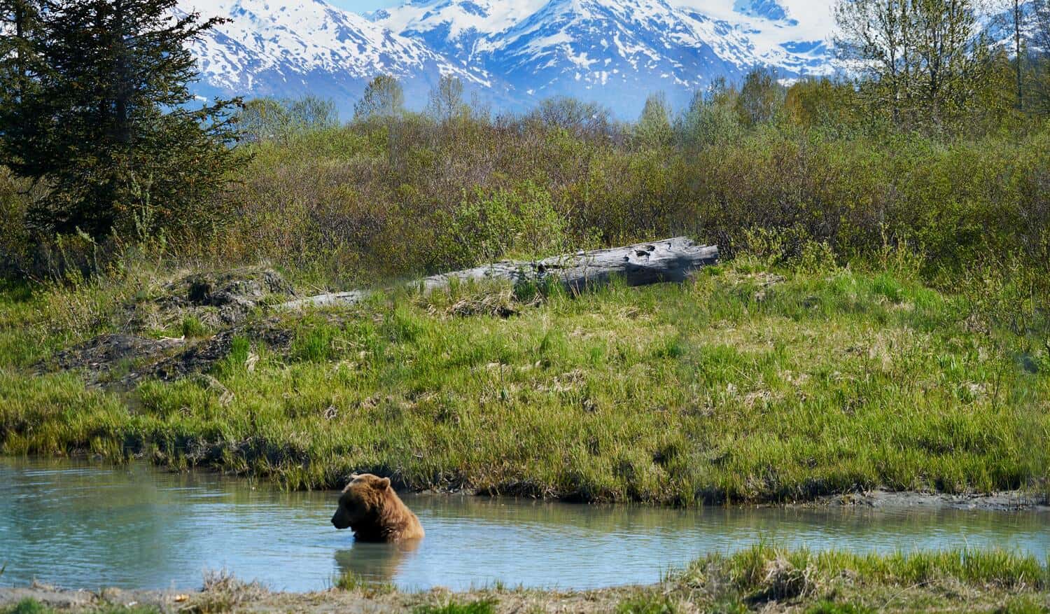 Bathing bear (photo: Francisco Cornellana Castells)