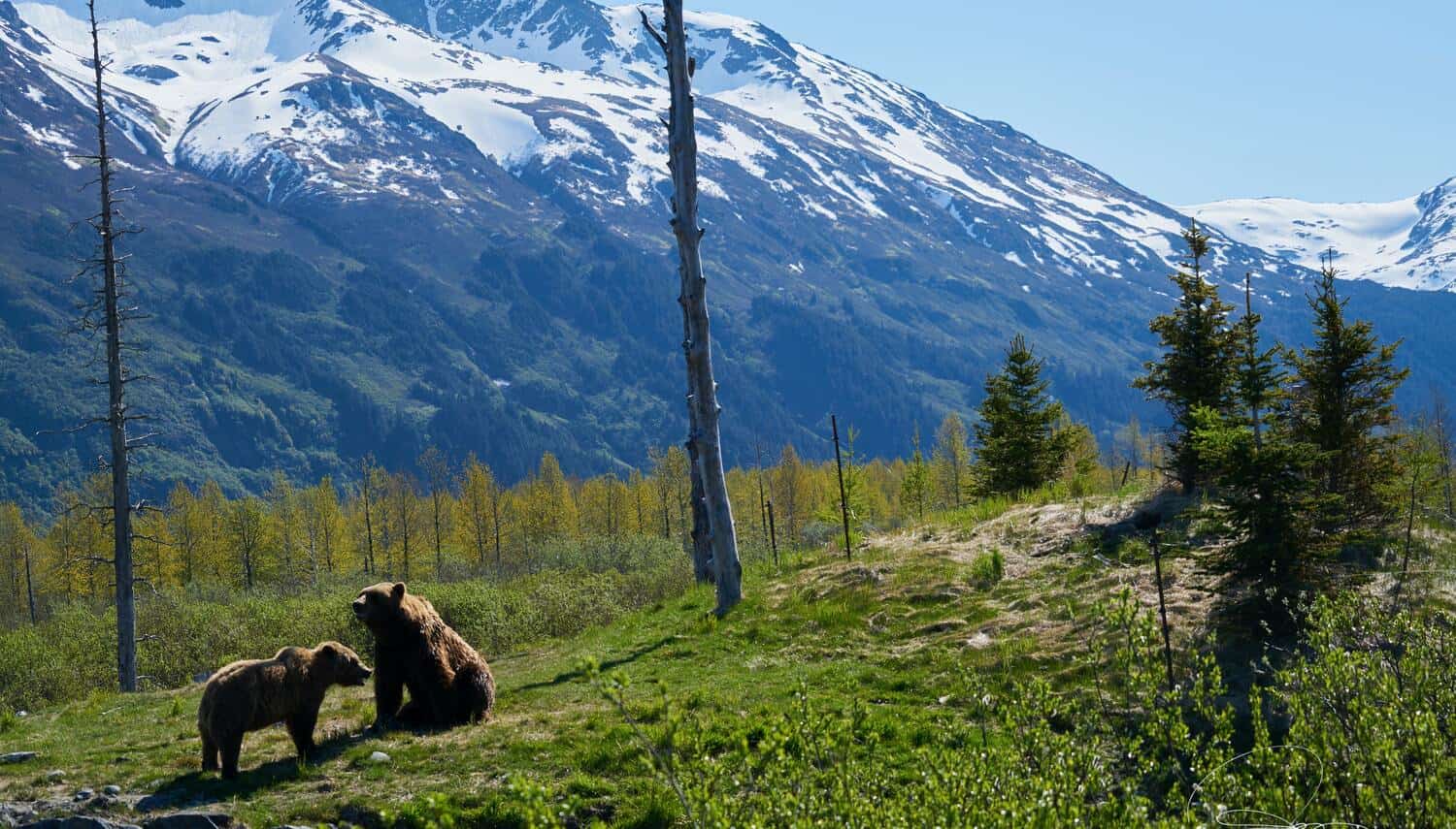 Bears in the mountains (photo: Francisco Cornellana Castells)