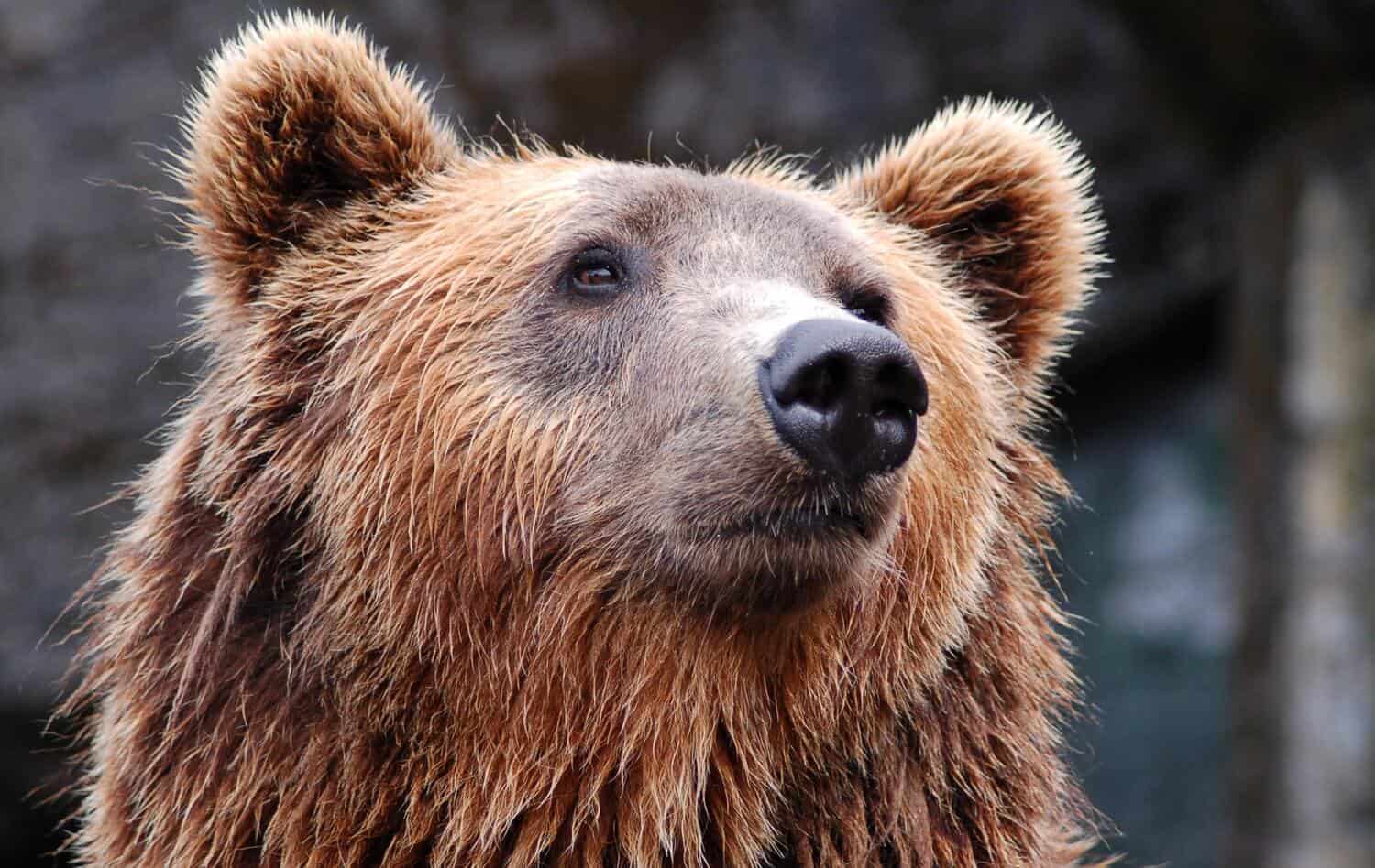 Fuzzy bear face (photo: Rasmus Svinding)