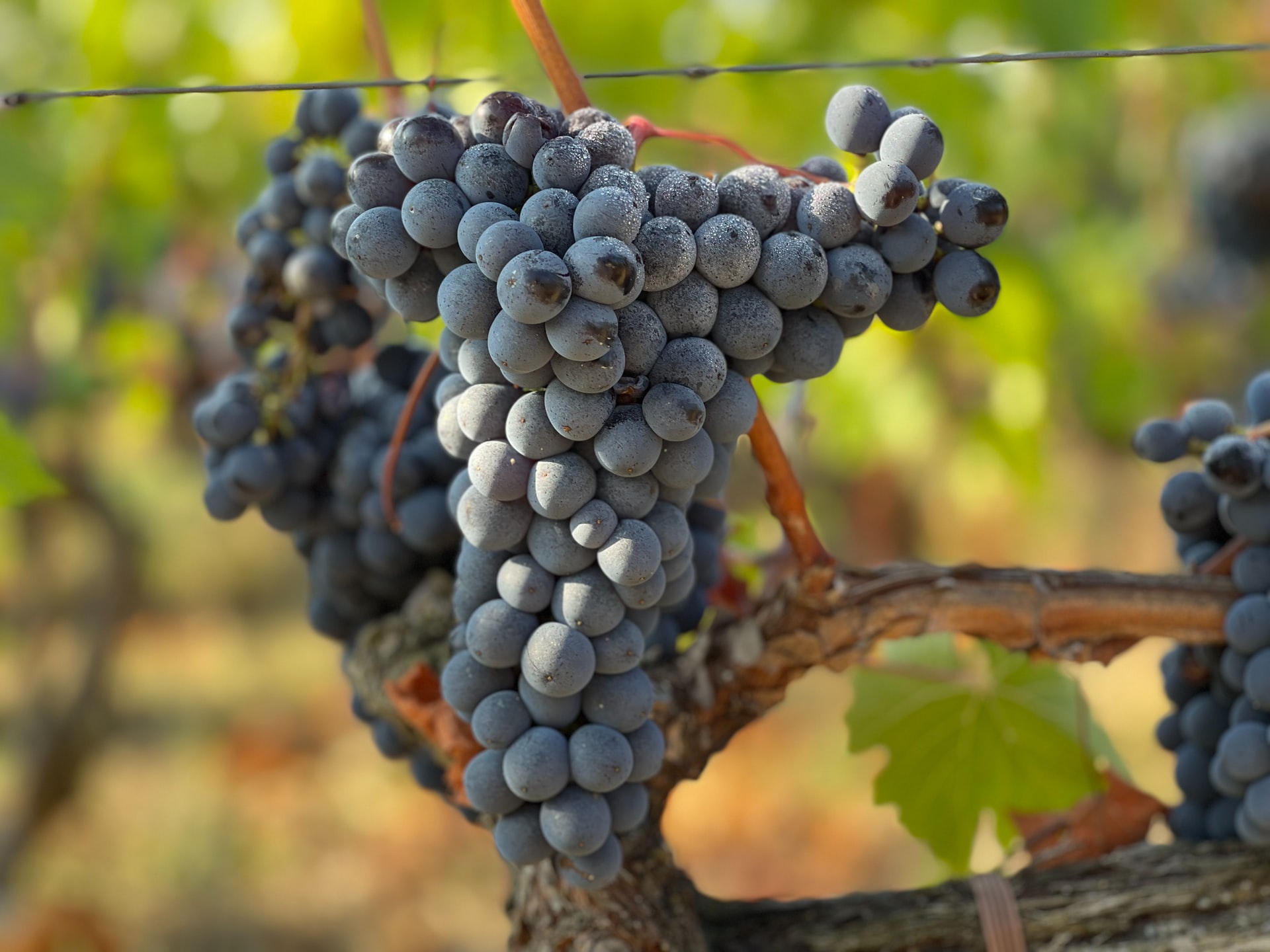Grapes in Tuscany (photo: John Cameron)