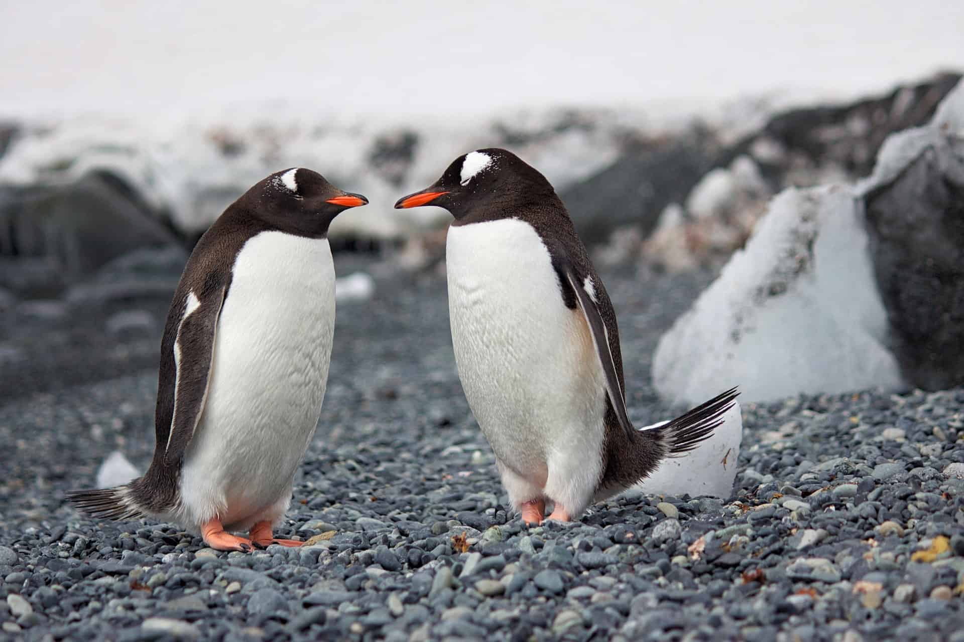 Magellanic penguins (photo: DSD)