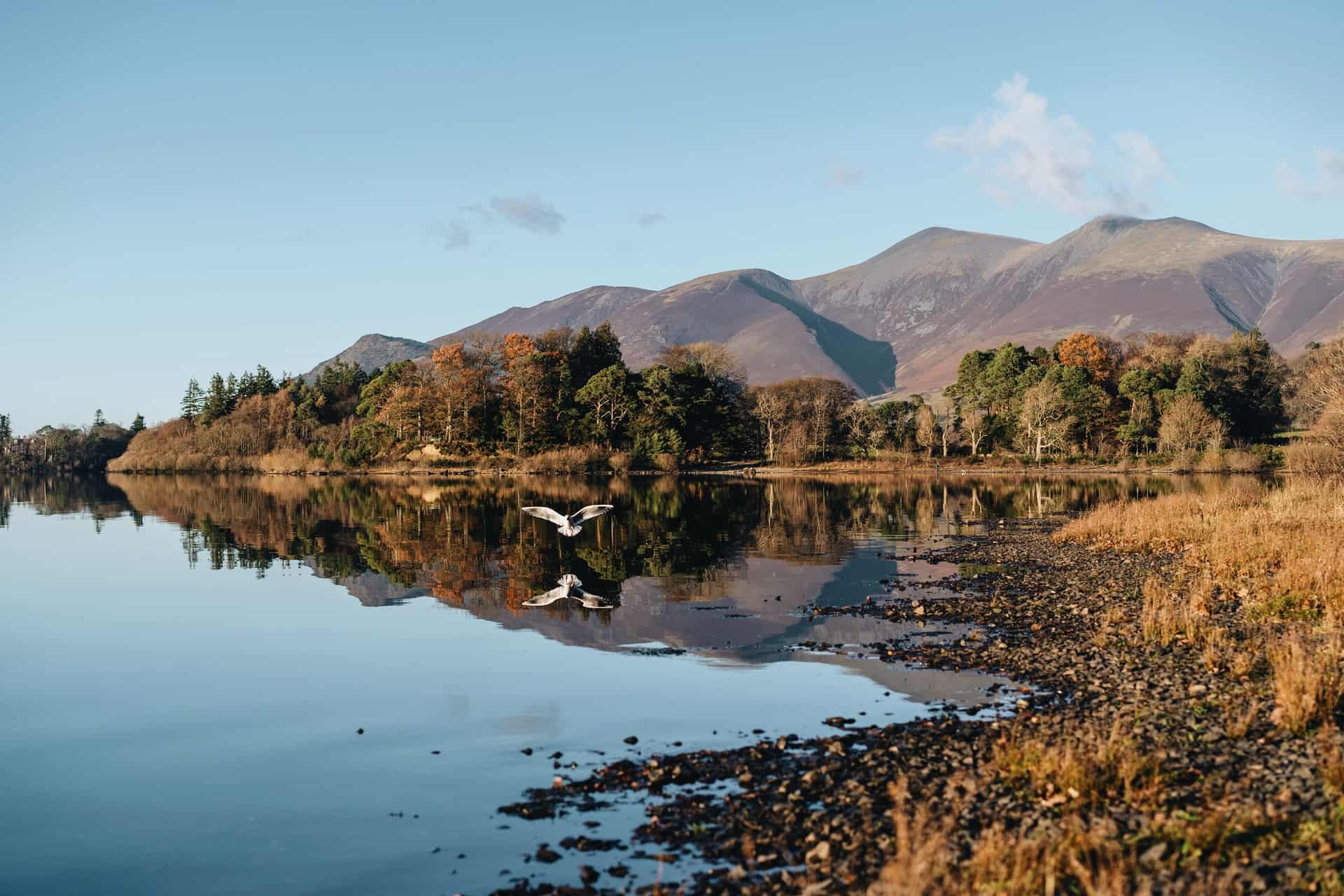 Seagull in Lake District National Park (photo: Rumman Amin)