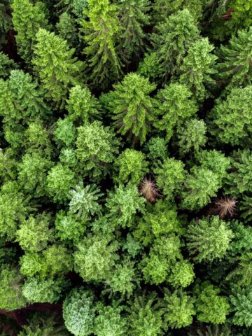 Birdseye view of trees near Ladybower Reservoir in the Peak District, UK (photo: Ben Griffiths).