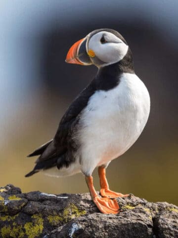 Puffin in Iceland.