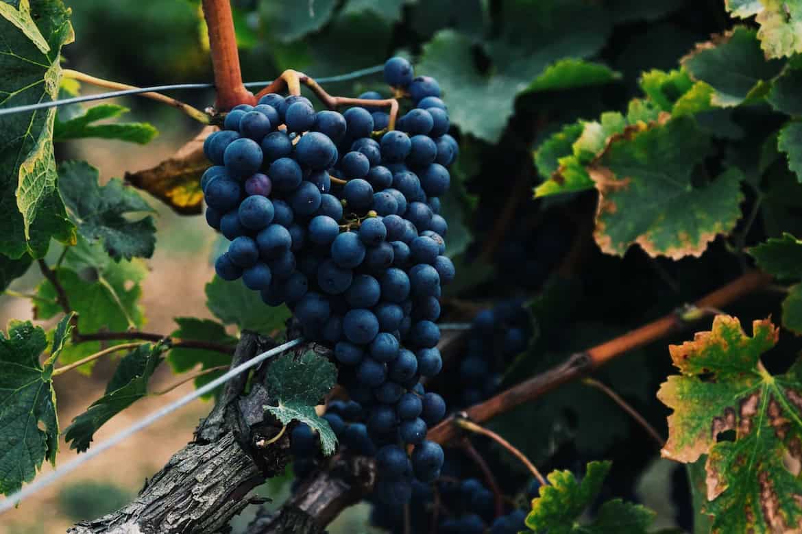 Ripe grapes
