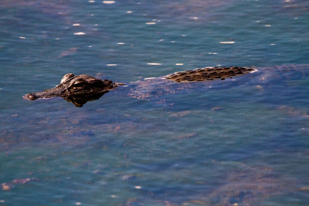 American Alligator in Gainesville, Florida (photo: Joshua J. Cotten / Unsplash)