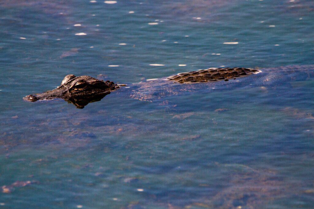 American Alligator in Gainesville, Florida (photo: Joshua J. Cotten / Unsplash)