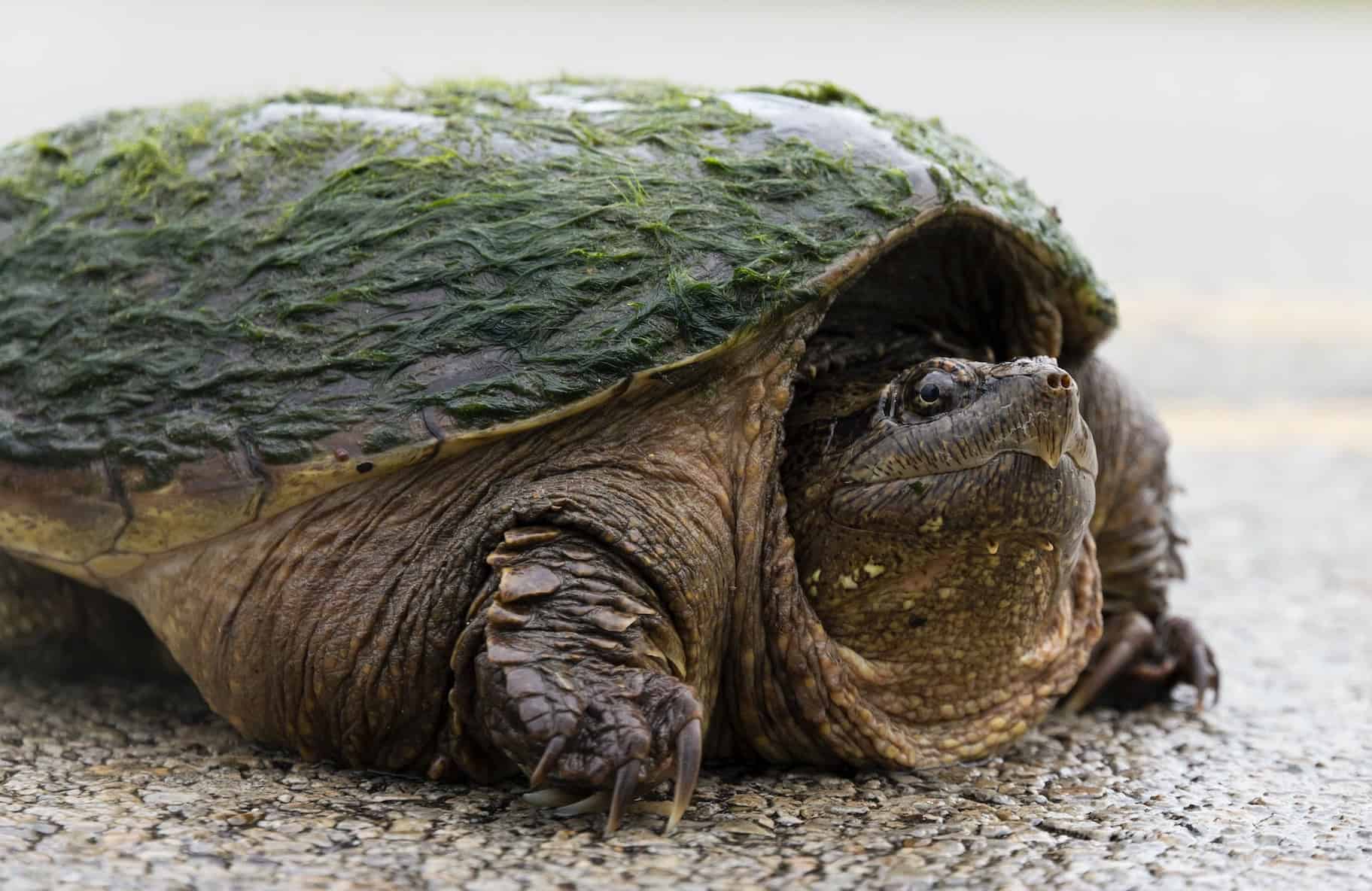 Reptile lovers may enjoy seeing the common snapping turtle (photo: Jene Yeo / Unsplash)