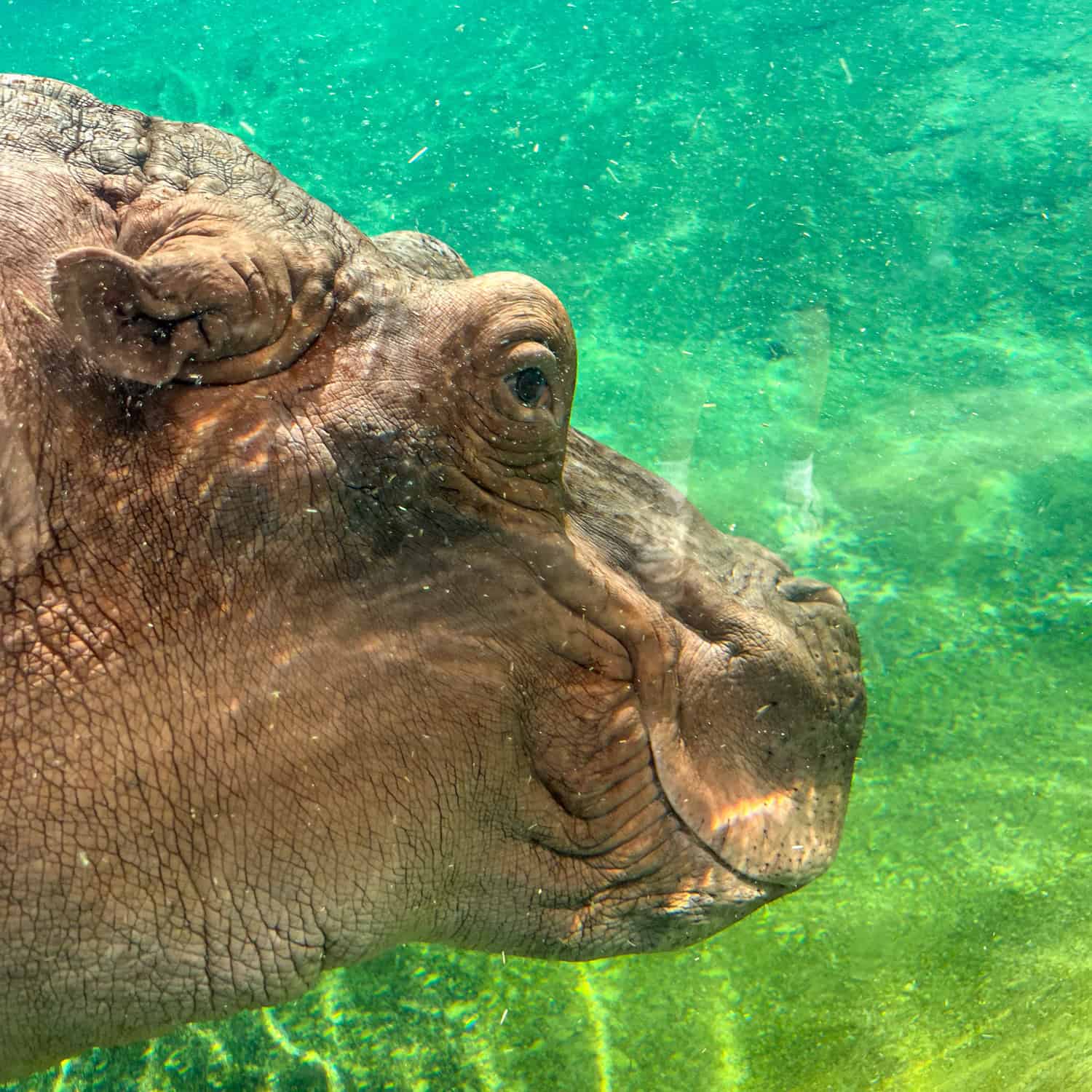 Hippo at the Dallas Zoo