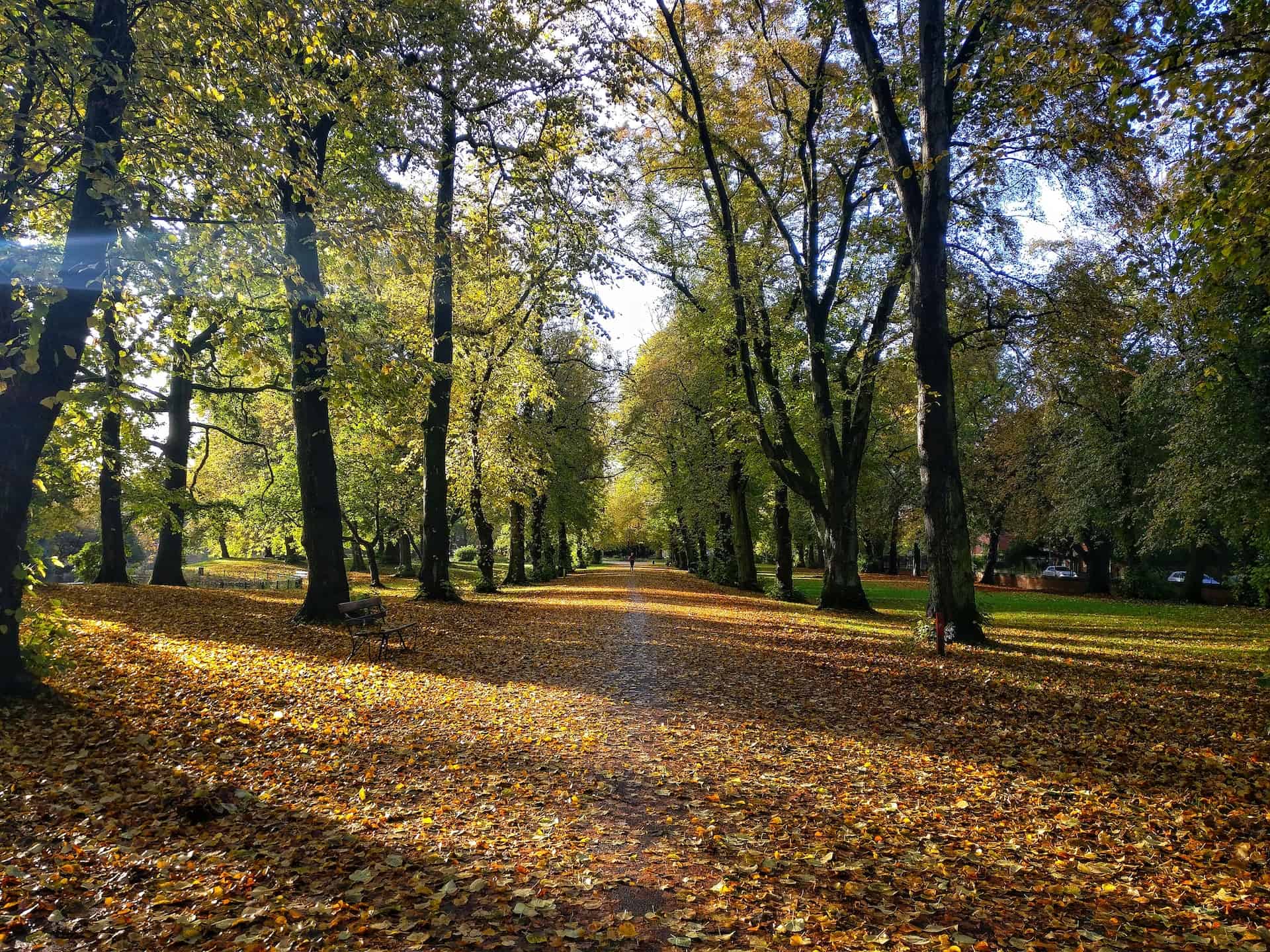 Park in Manchester (photo: Merve Selcuk Simsek)