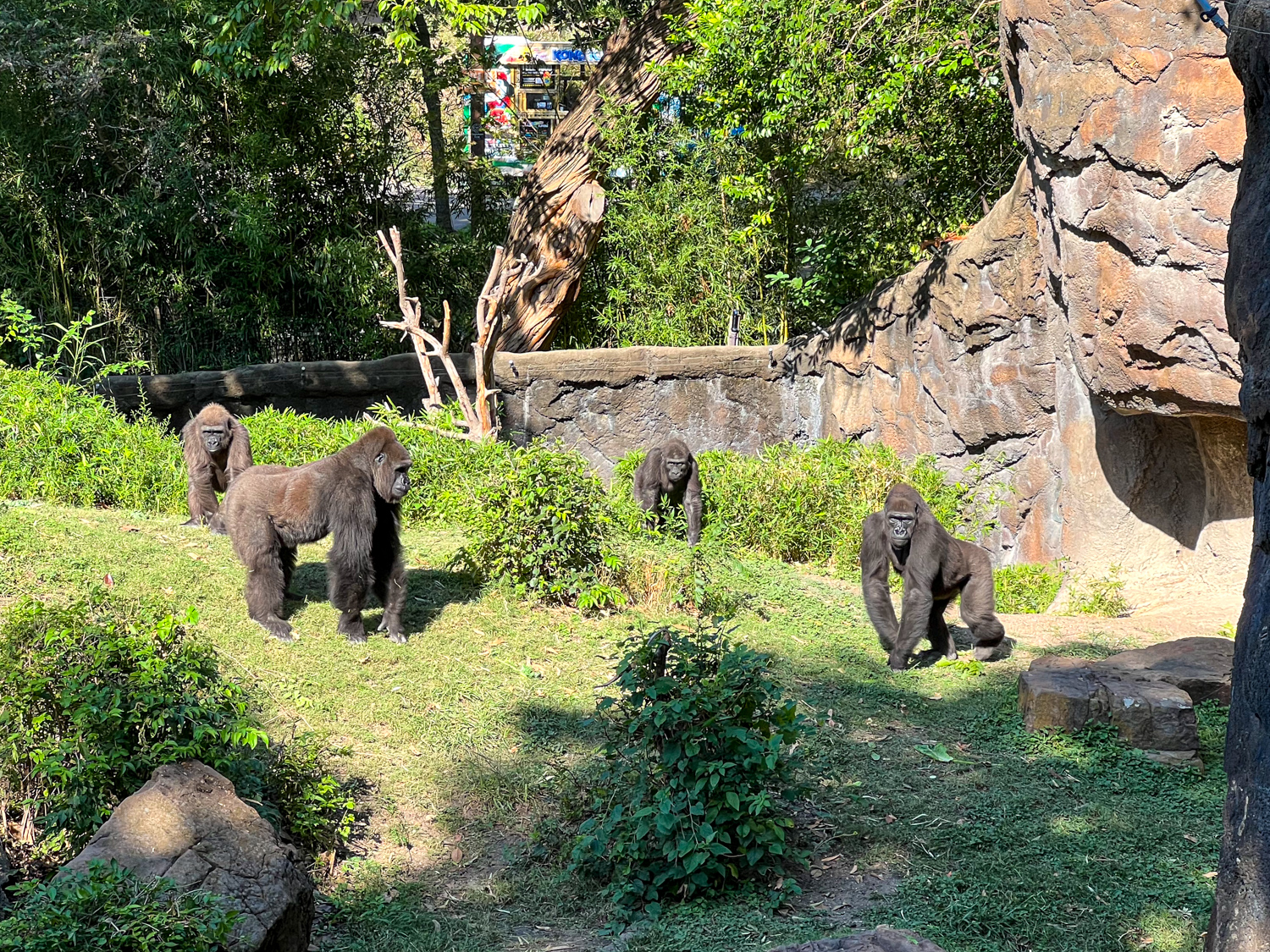 Mountain gorillas at the Dallas Zoo