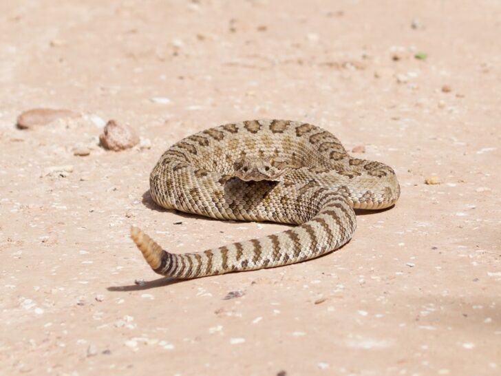 Juvenile rattlesnake in Cannonville, Utah (photo: Cy Lindberg / Unsplash)