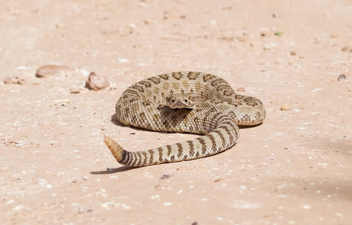 Juvenile rattlesnake in Cannonville, Utah, where reptile lovers have lots of species to look for (photo: Cy Lindberg / Unsplash)