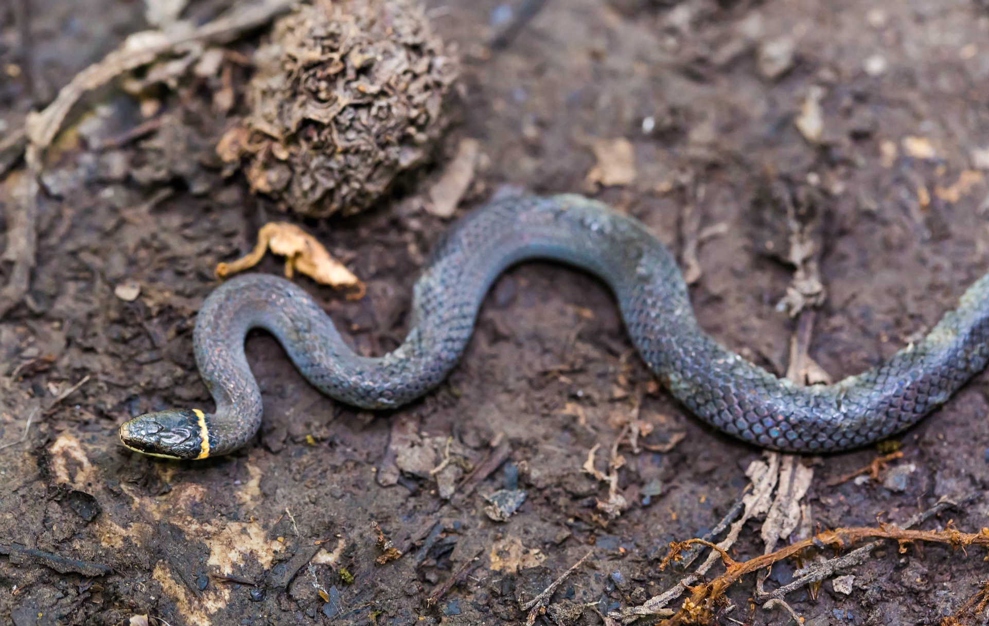 Ring-necked snake in Texas (photo: Melissa McMasters / Flickr)