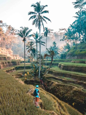 Rice fields, Bali (photo: Jamie Fenn).