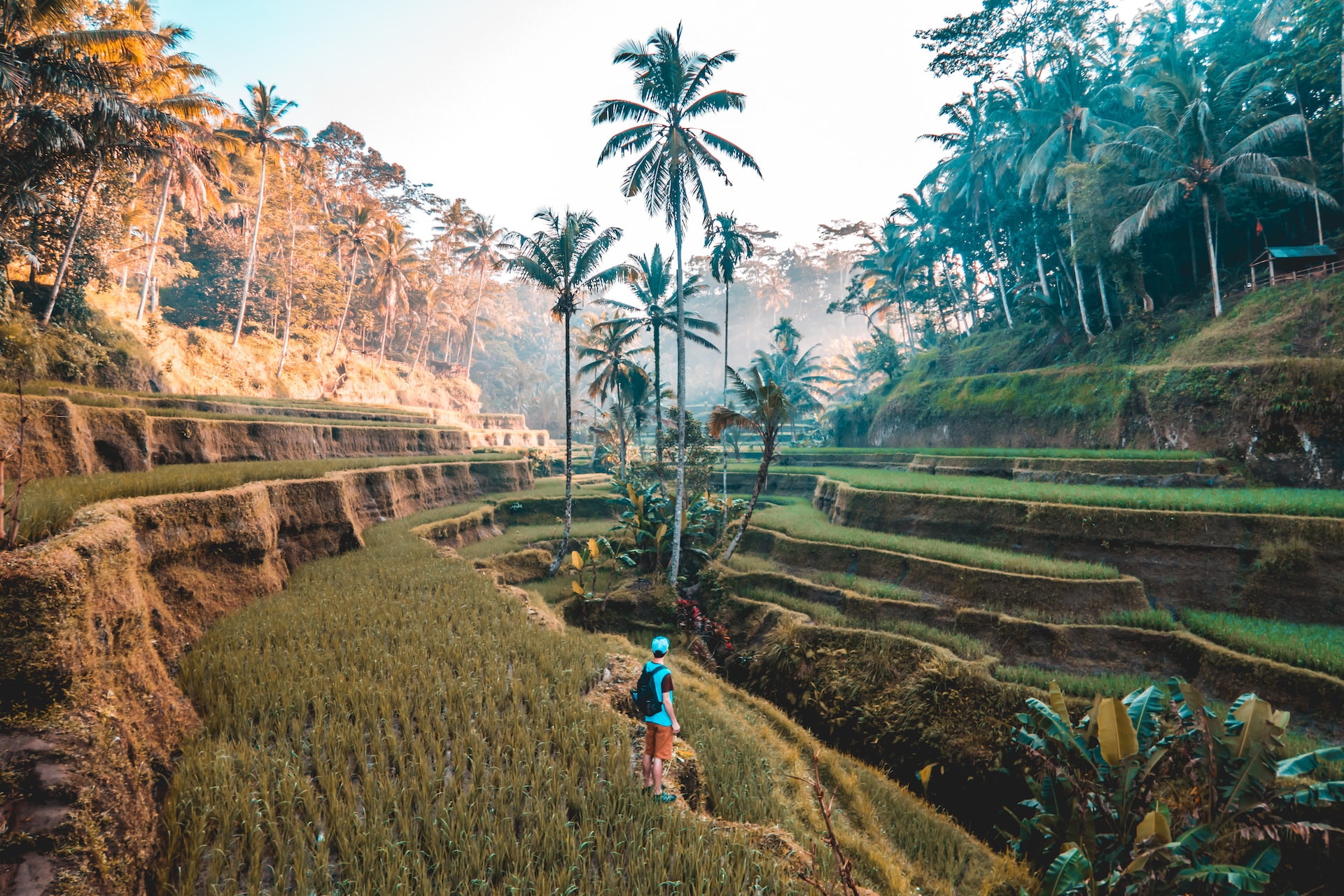 Rice fields, Bali (photo: Jamie Fenn)
