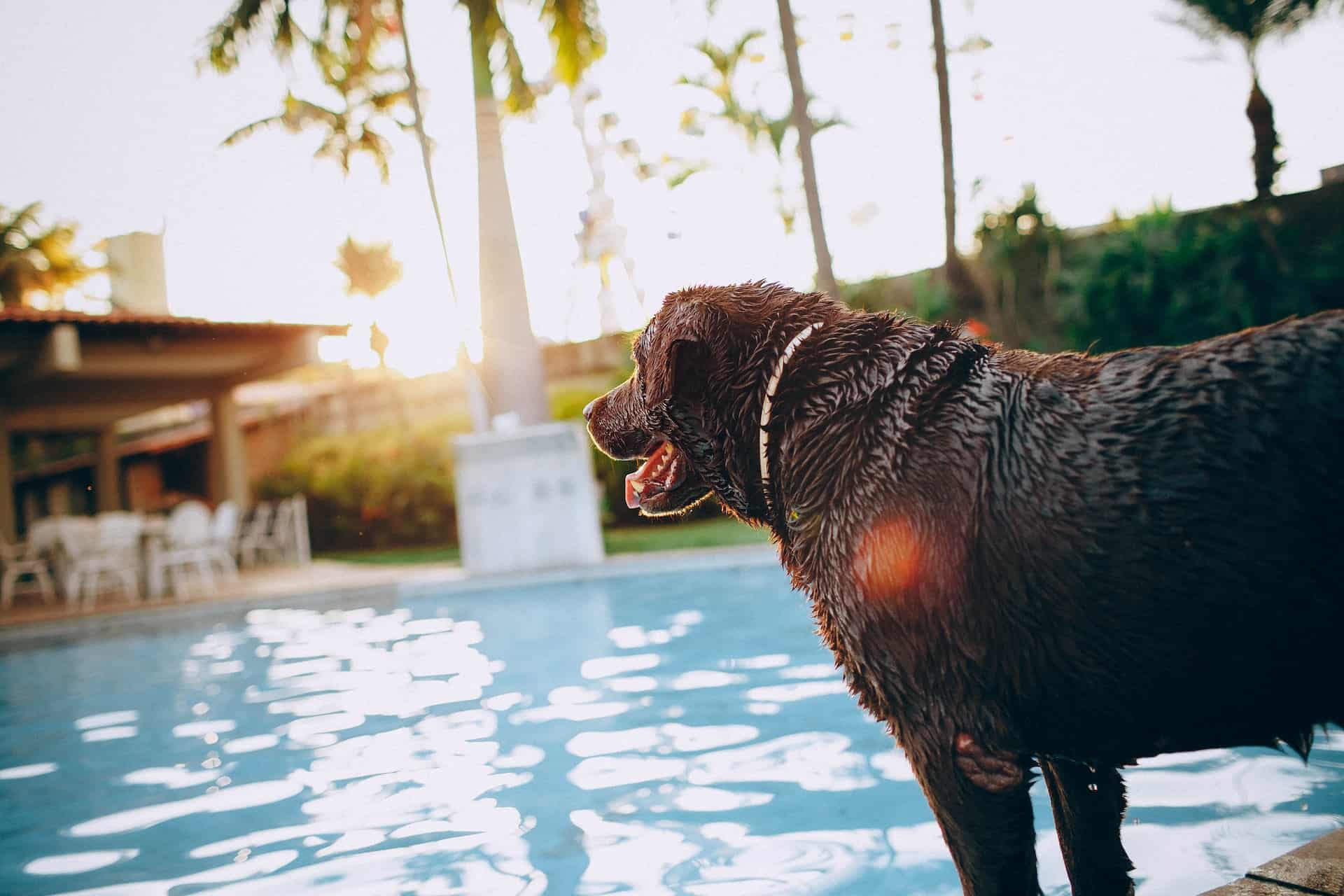 Brown dog by a pool (photo: Helena Lopes)