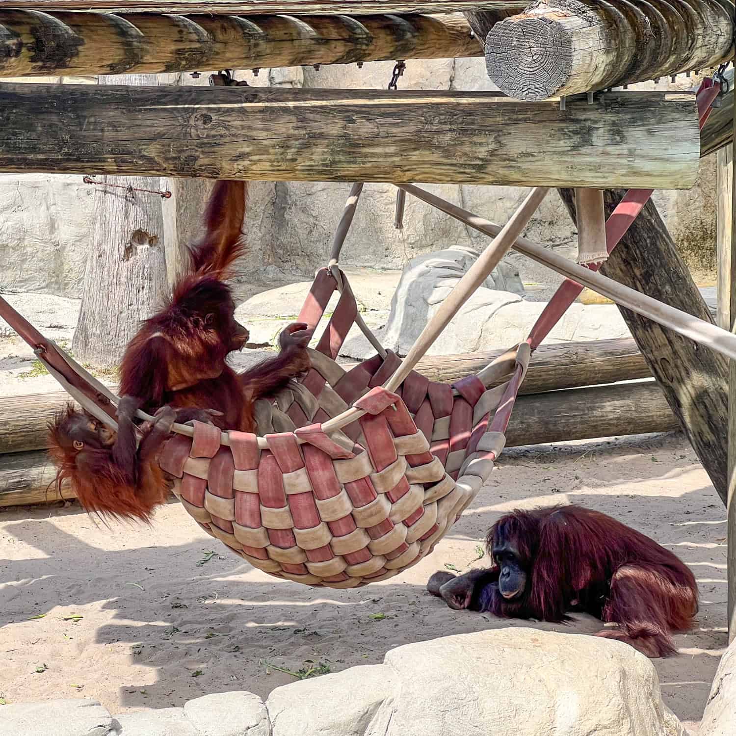 Watching orangutans at ZooTampa at Lowry Park is one of the more relaxing outdoor activities in Tampa, FL