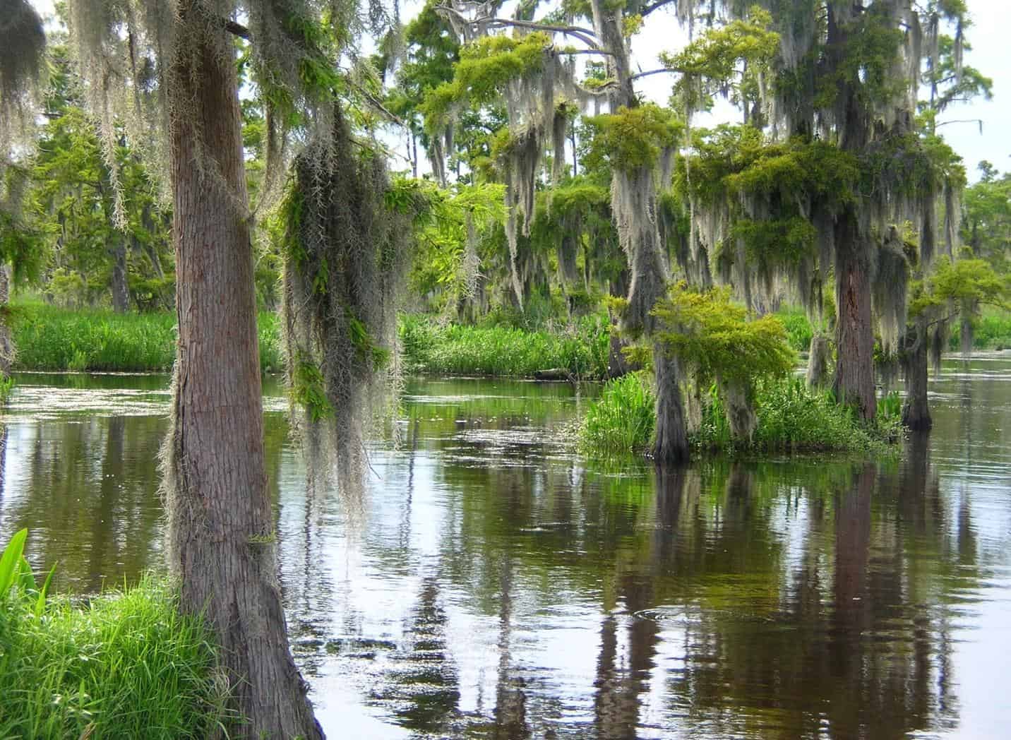 Swamp (photo: Jayne Chapman)