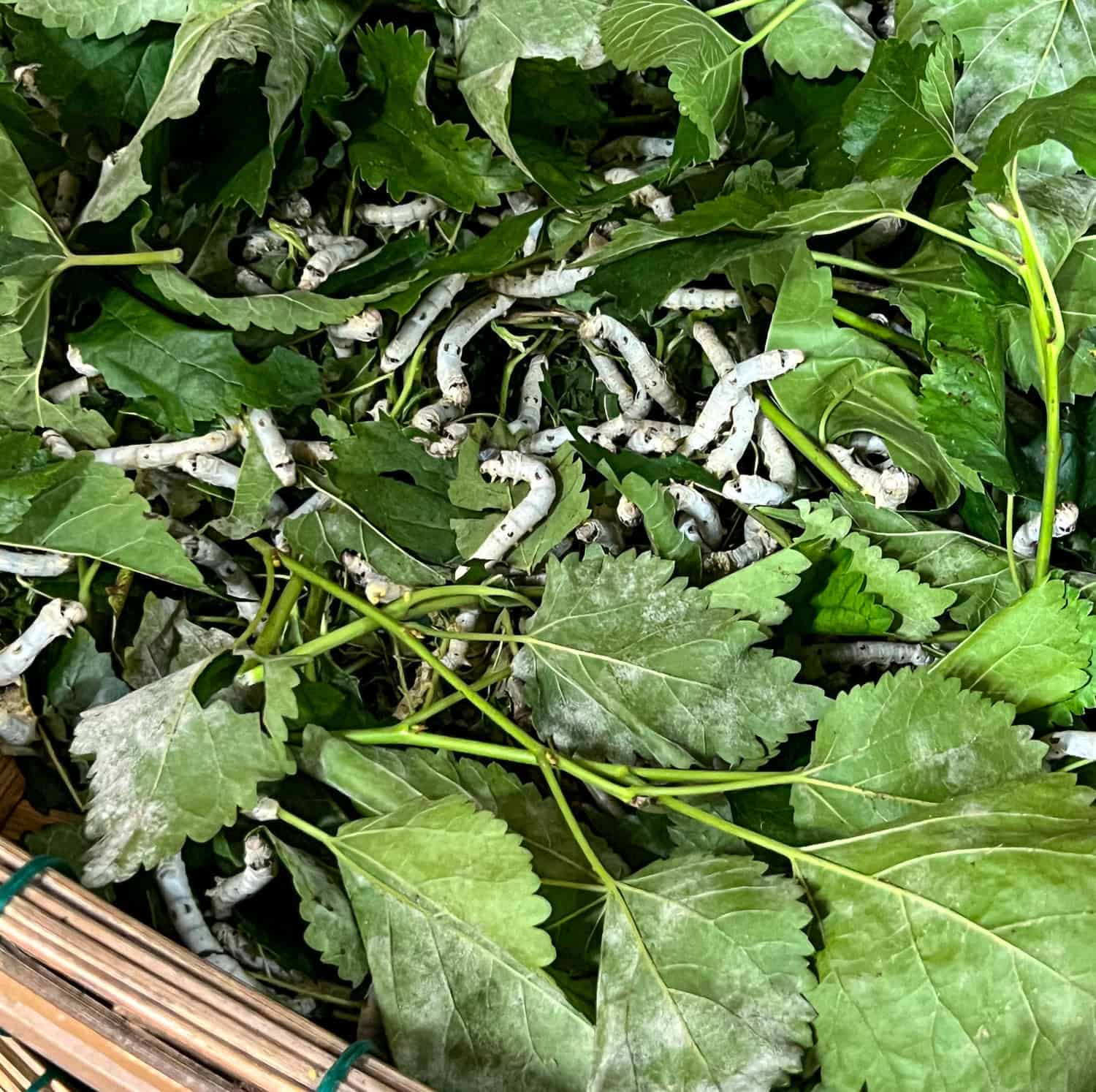 Silkworms