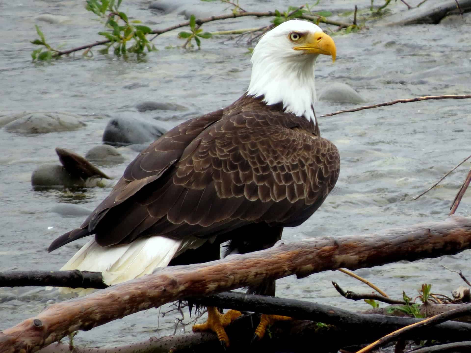 Bald eagle in Olympic National Park (photo: Meg Jerrard)