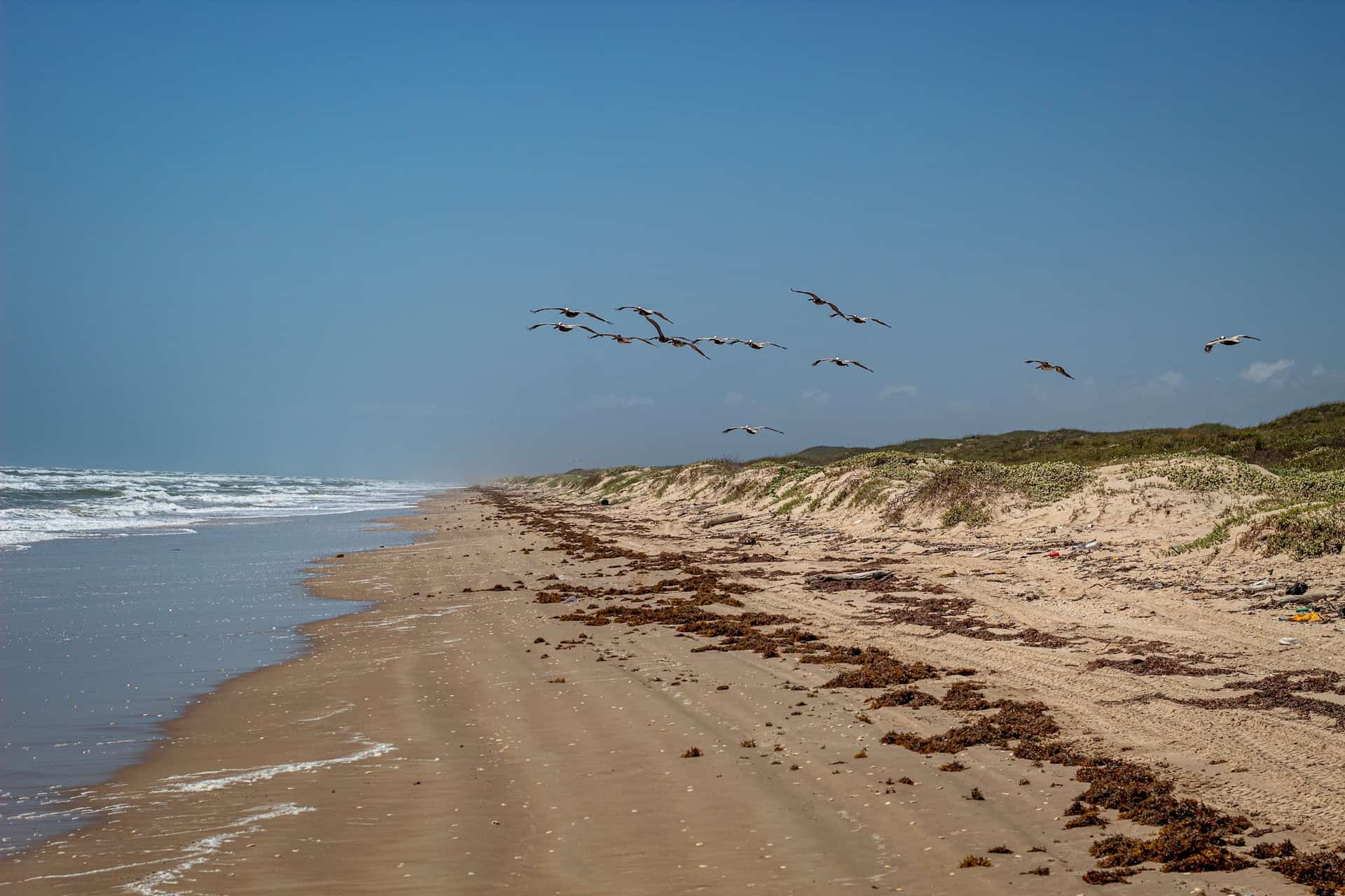 Brown pelicans on Padre Island National Seashore (photo: Joshua J. Cotten)