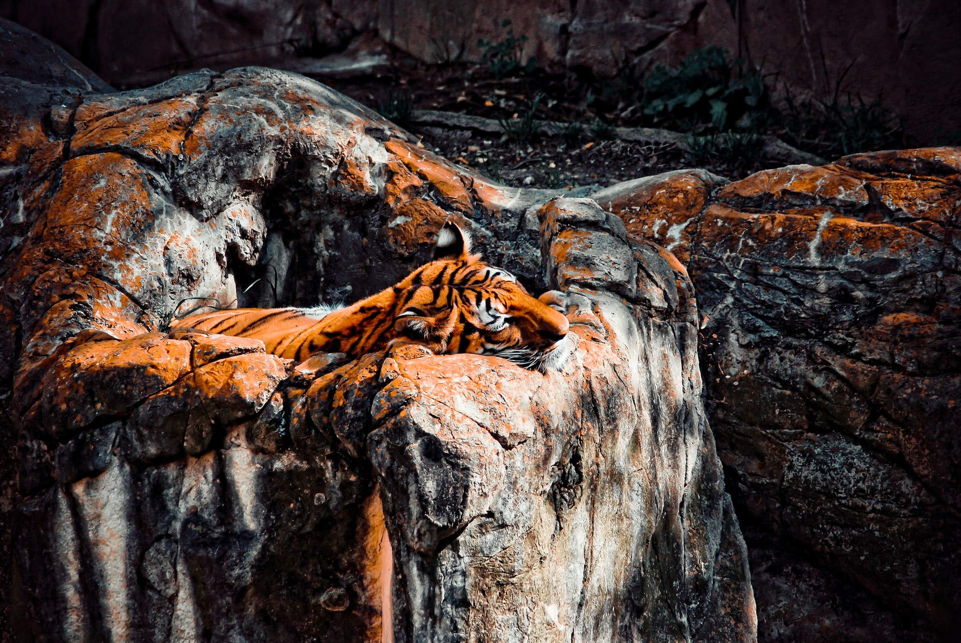 Tigre endormi au zoo de San Antonio, un endroit idéal pour une aventure en plein air au Texas (photo : Rafael Hoyos Weht)