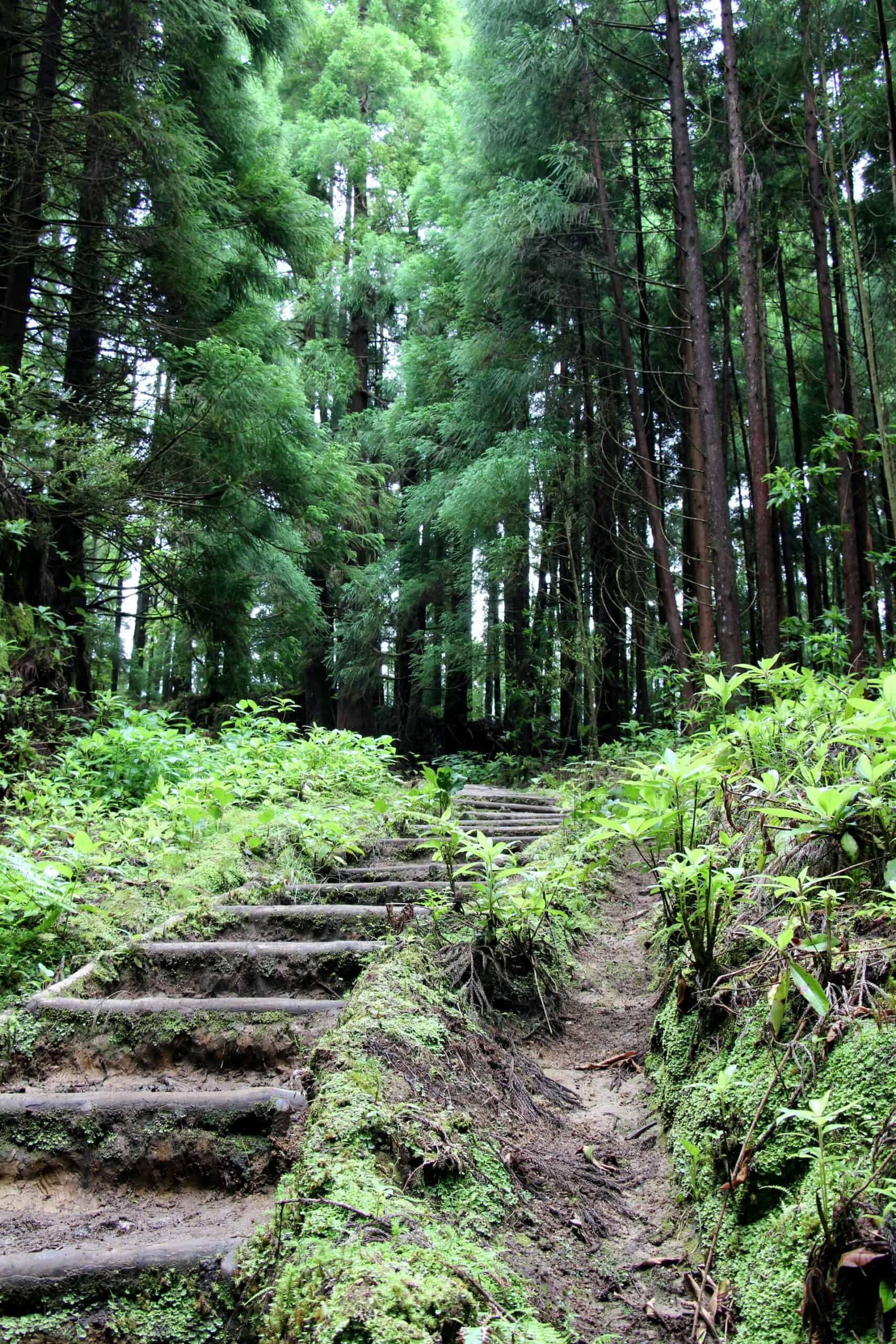 Hiking trail in the Azores (photo: Mr Xerty)