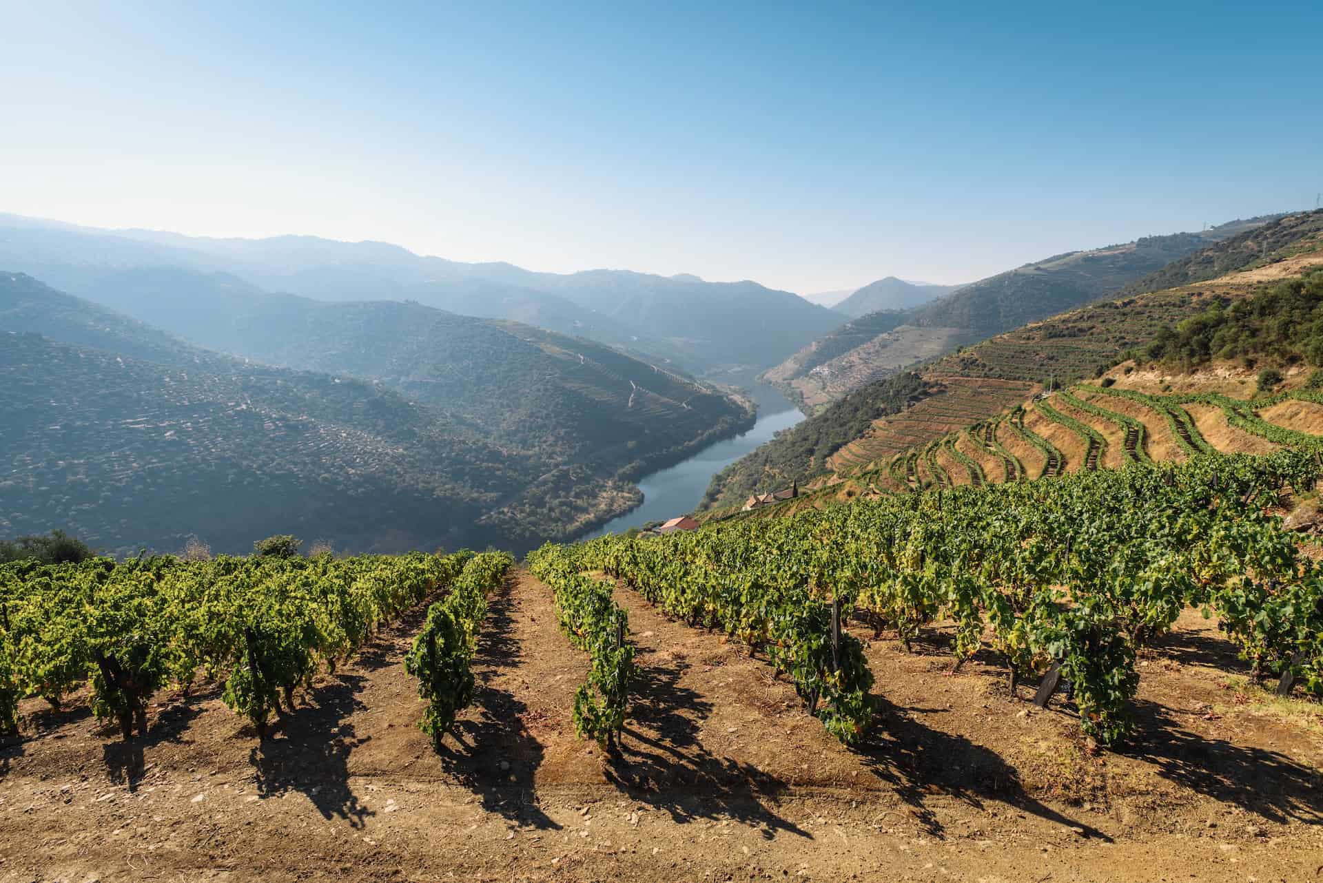 Douro Valley vineyard (photo: Maksym Kaharlytskyi)