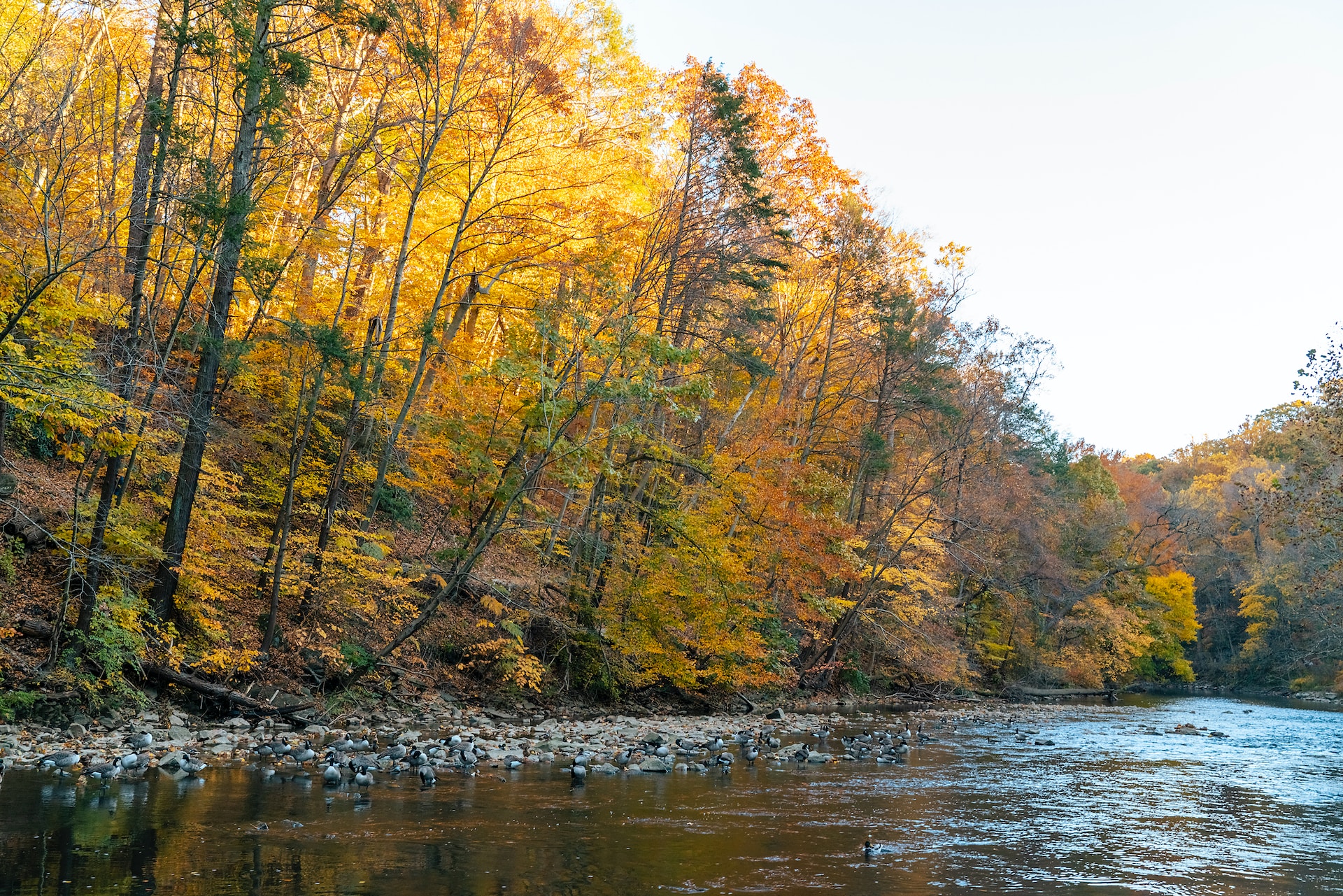 Pennsylvania fall foliage and creek (photo: Tommy Kwak)