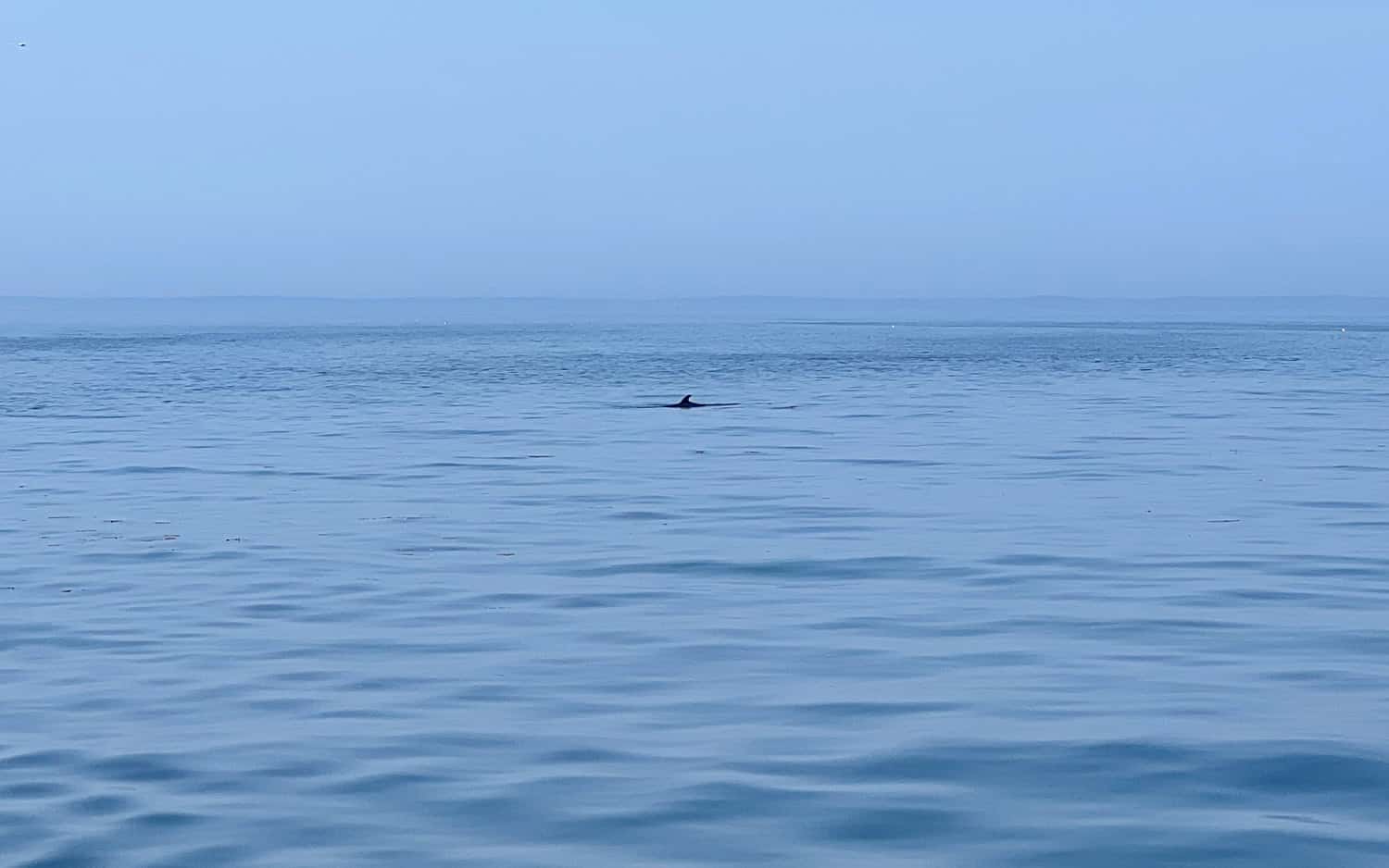 The dorsal fin of a fin whale seen during a Maine windjammer cruise