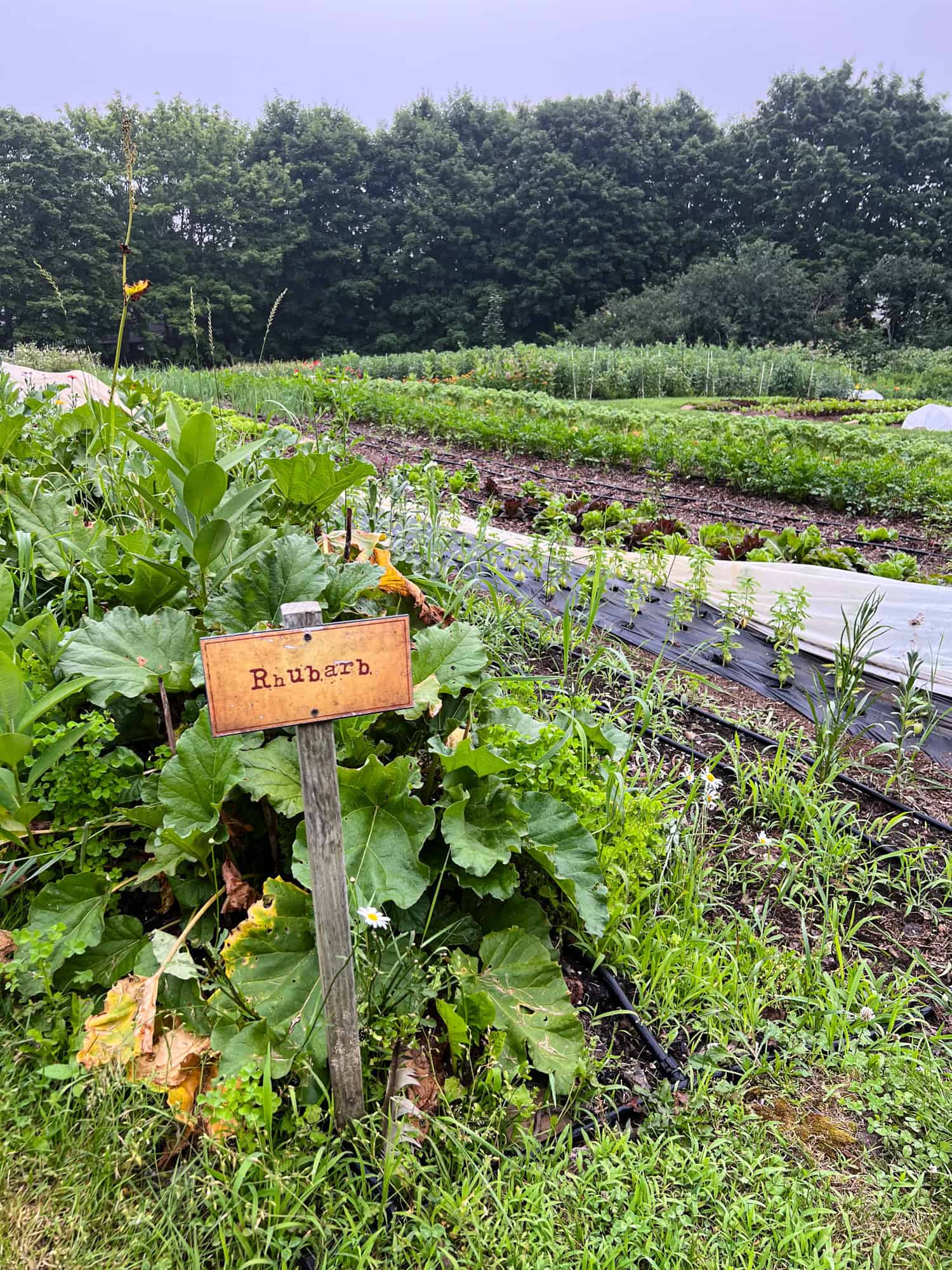 Rhubarb grows on Primo Restaurant's organic farm in Rockland, Maine