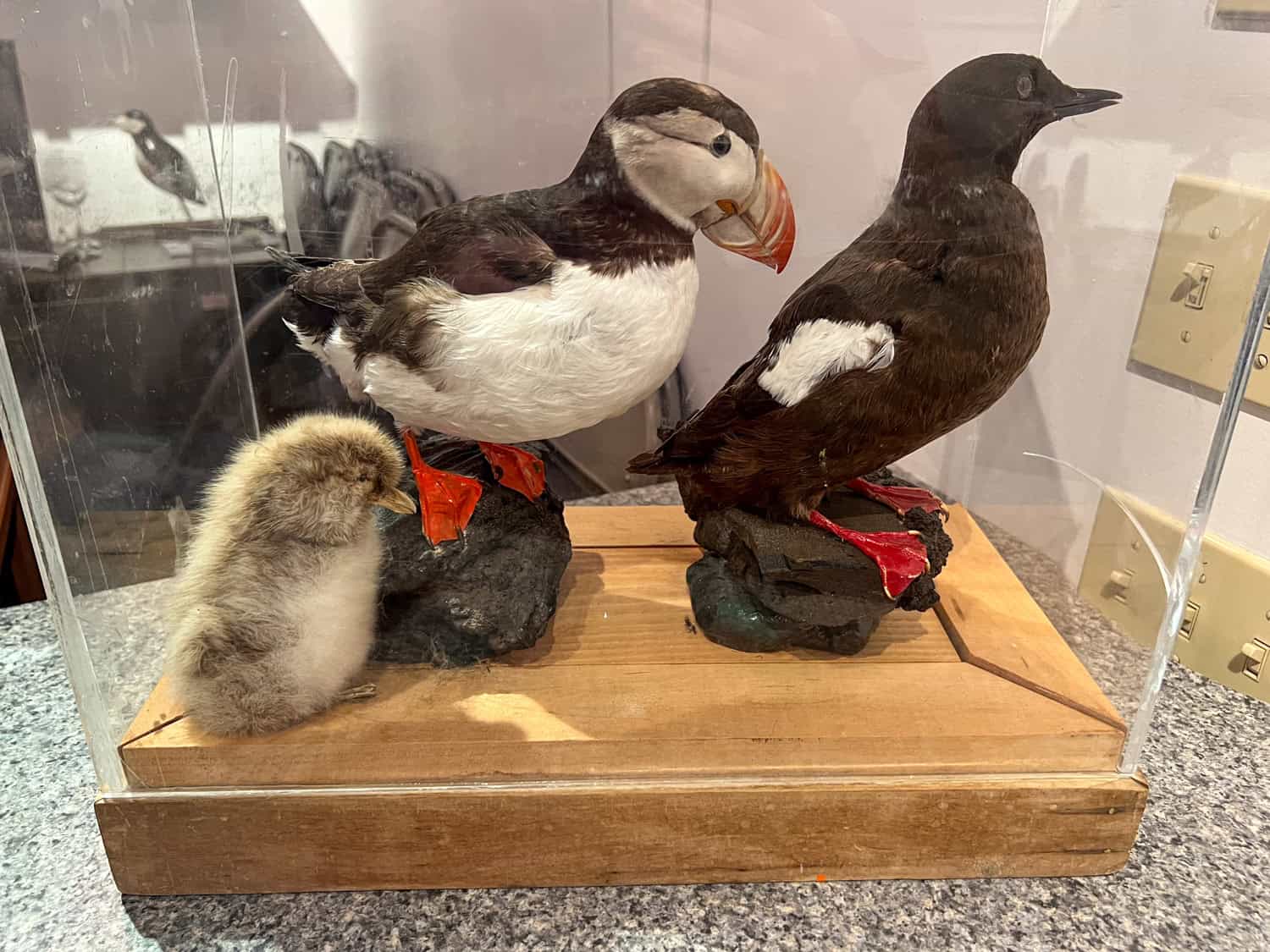 Stuffed puffins