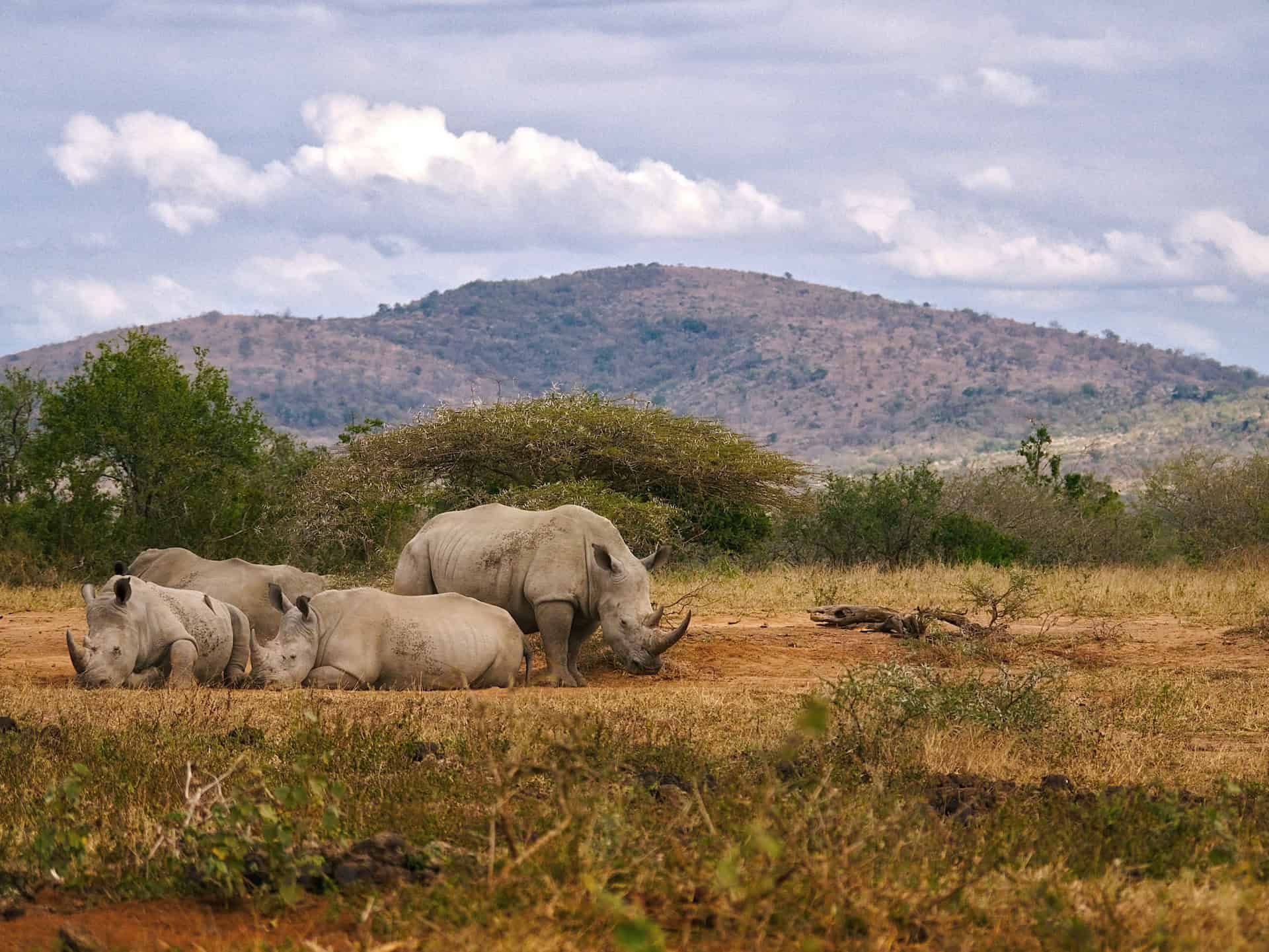 White rhinos in Hluhluwe-iMfolozi reserve (photo: Matthias Mullie)