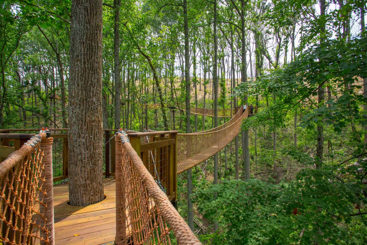 Treetop Skywalk (photo courtesy of Anakeesta.com)