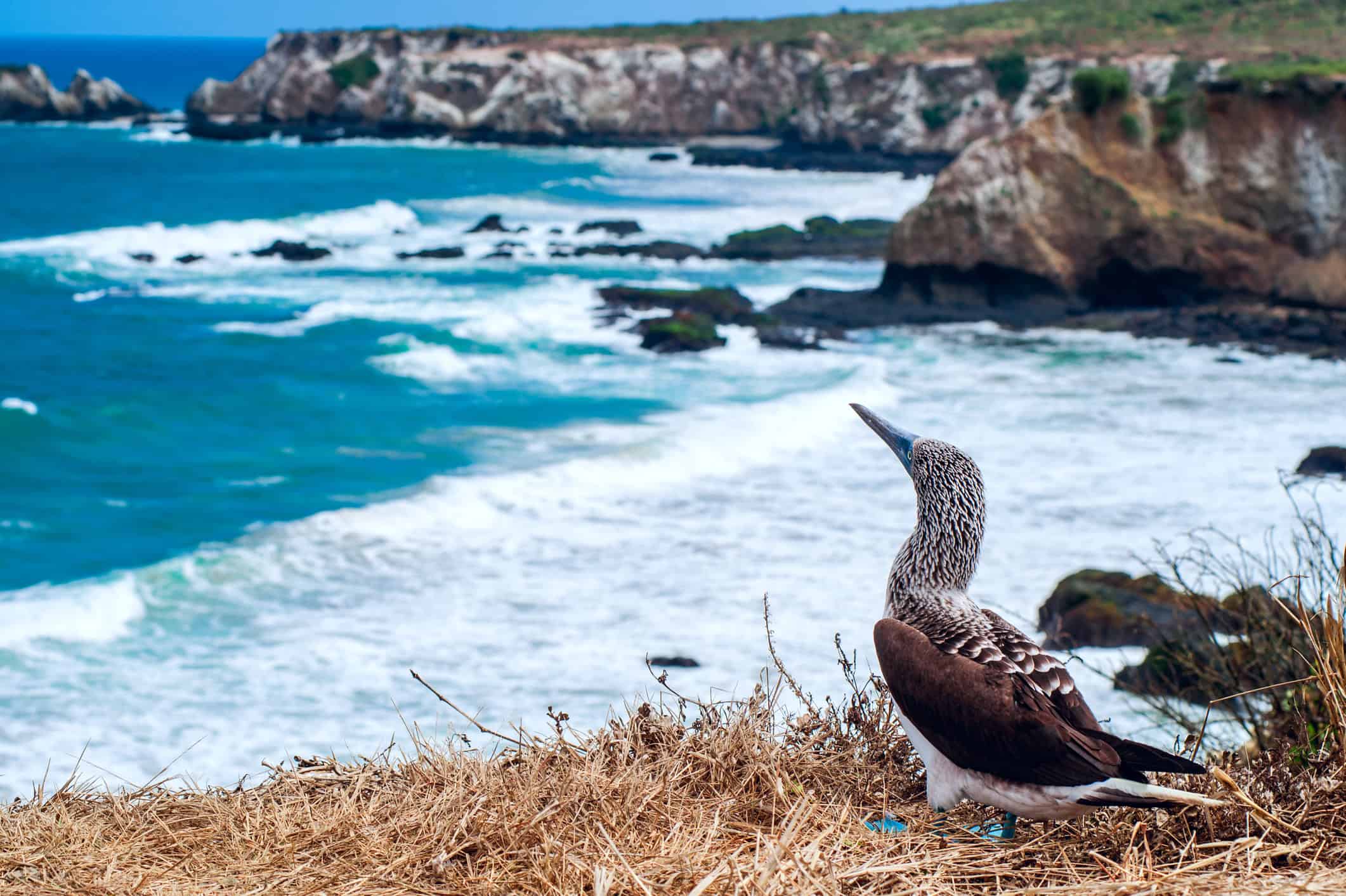 Blue-footed booby (photo: xeni4ka, licensed through iStock by Getty Images)