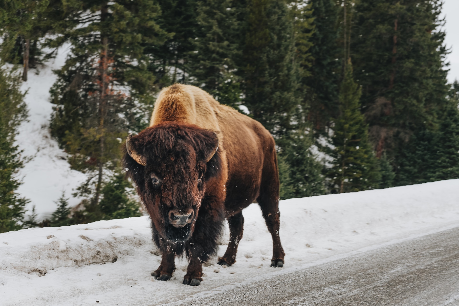 The repopulation of buffalo in Yellowstone National Park is a sustainable travel success story. (photo: Tevin Trinh)
