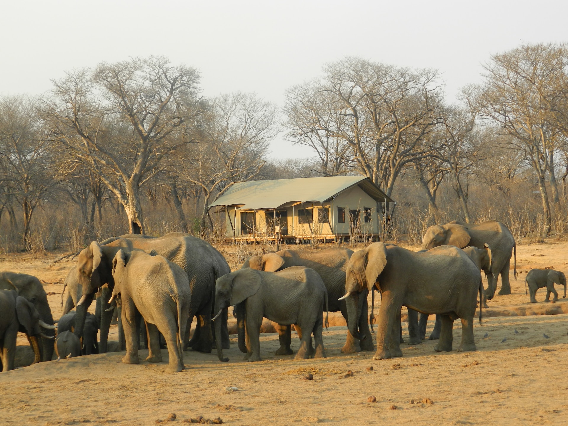 Elephants at Verney’s Camp in Hwange, Zimbabwe (photo by Claire Roadley)