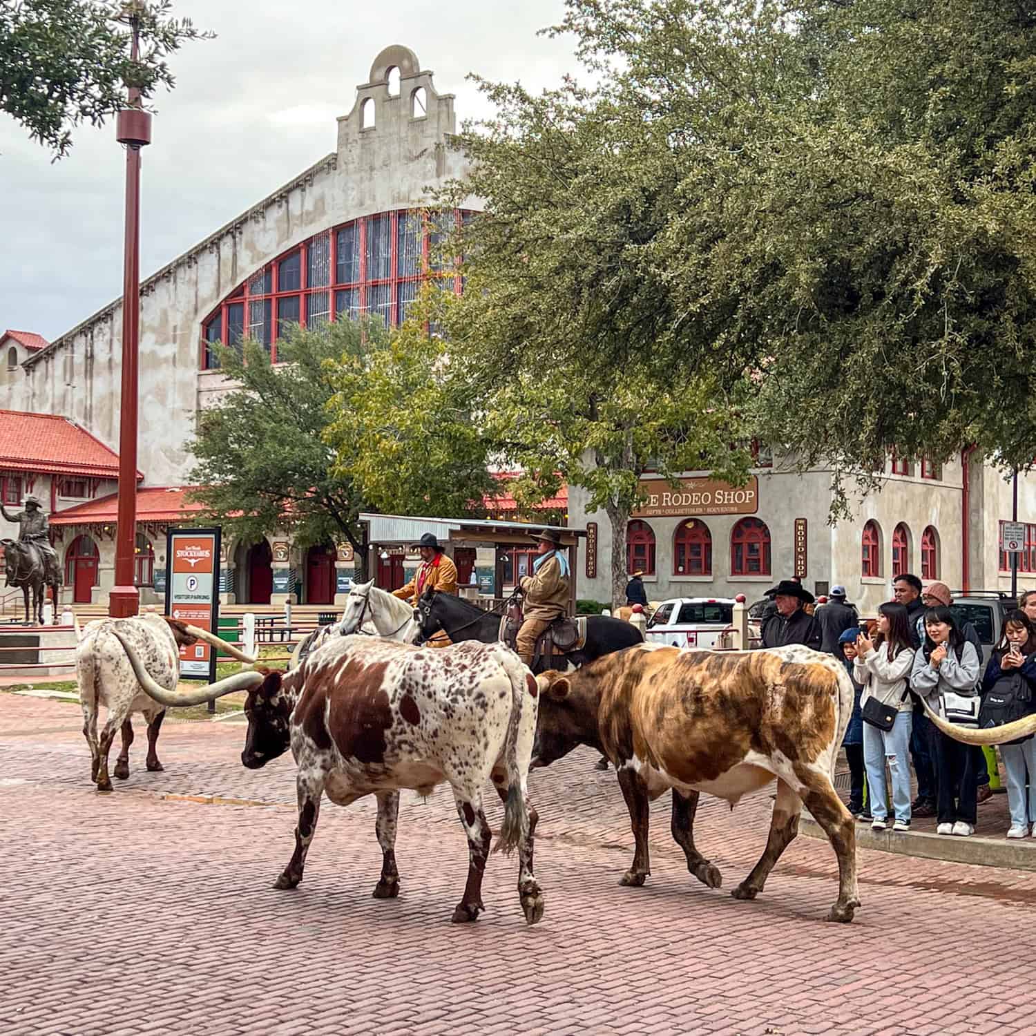 Longhorns at the Fort Worth Stockyards