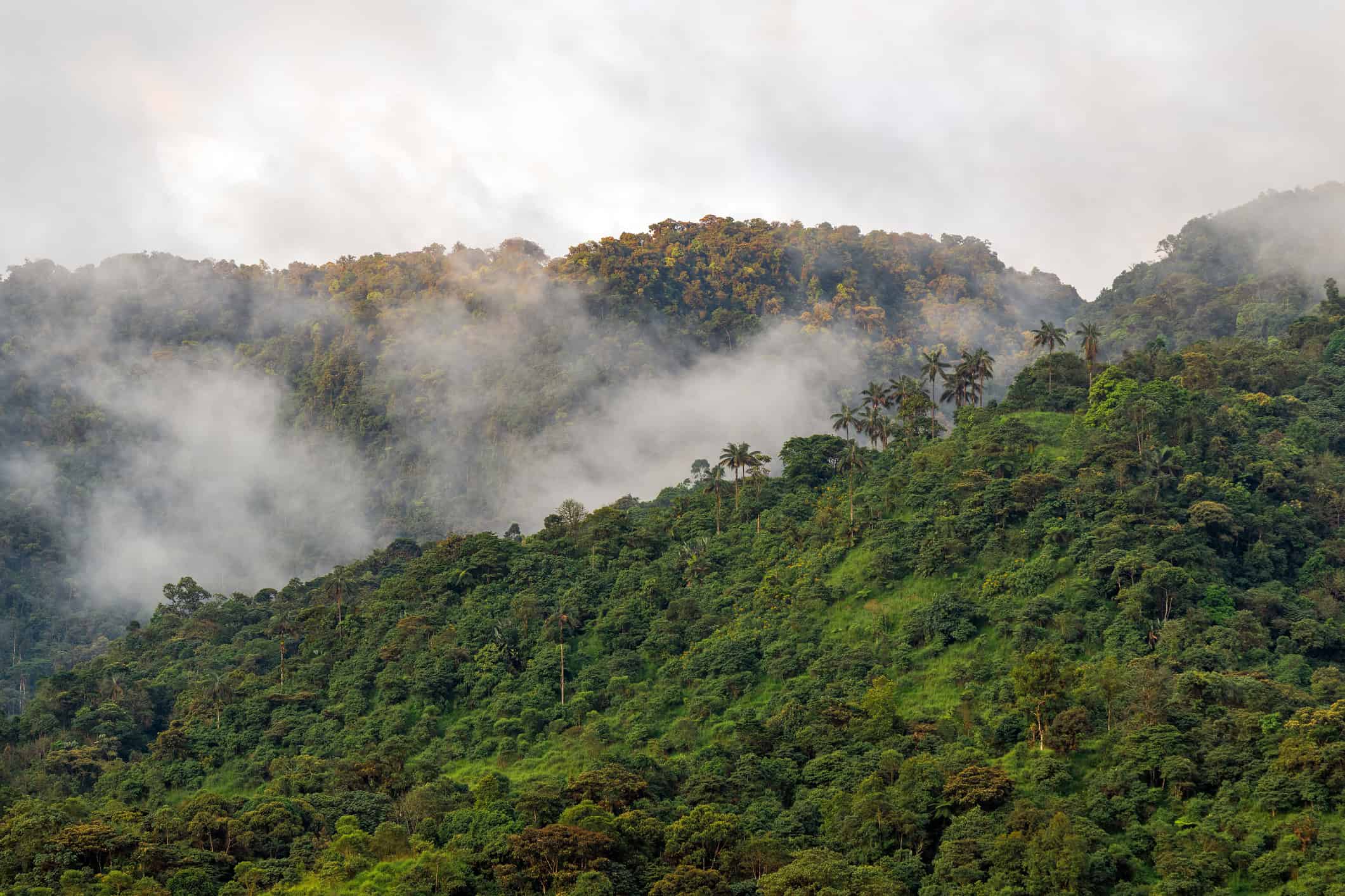 Mindo Cloud Forest at sunset (photo: SL_Photography, licensed through iStock by Getty Images)